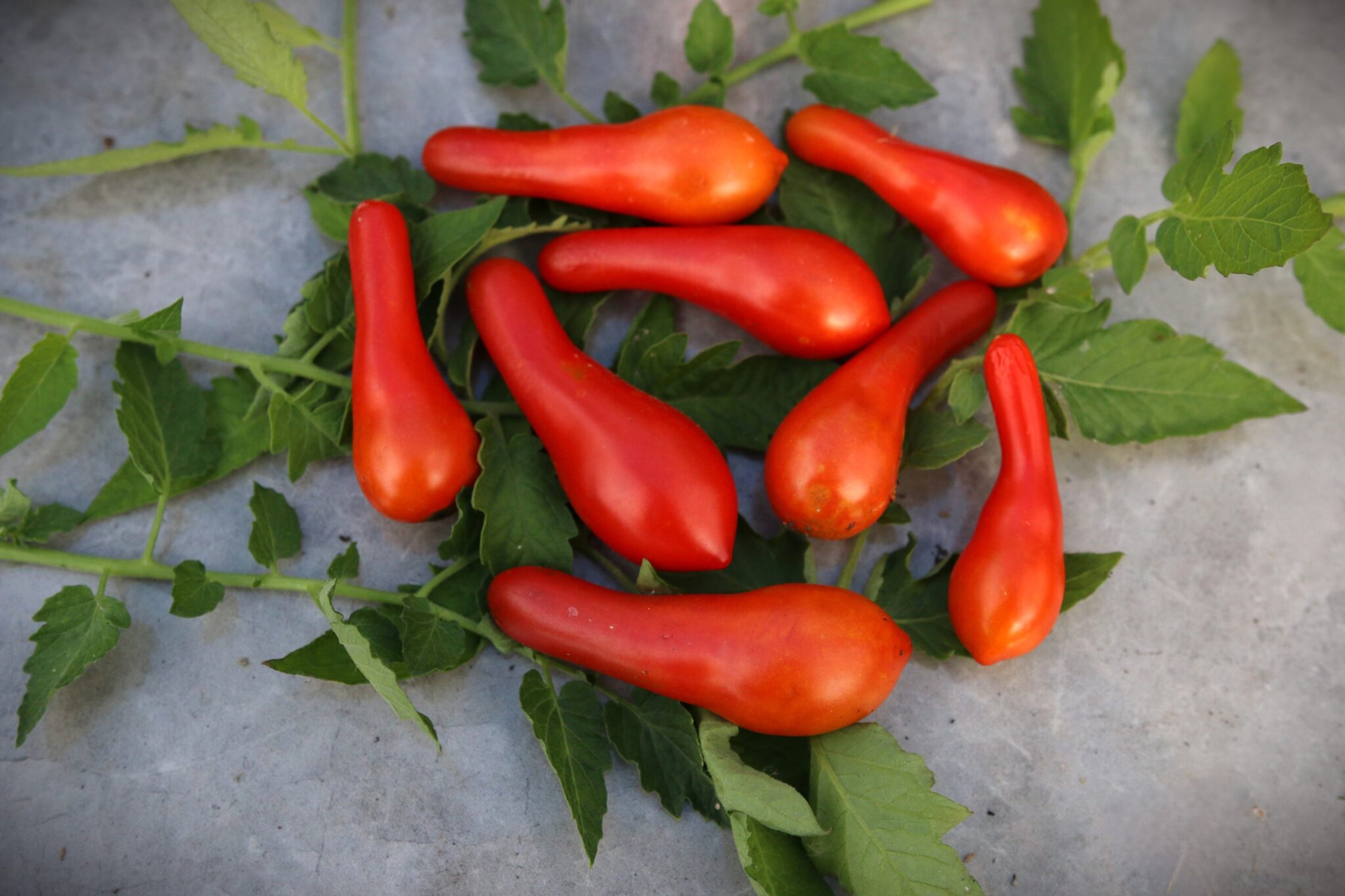 Sea Horse Paste - Svenskodlade tomatfrön från Svenska Frön