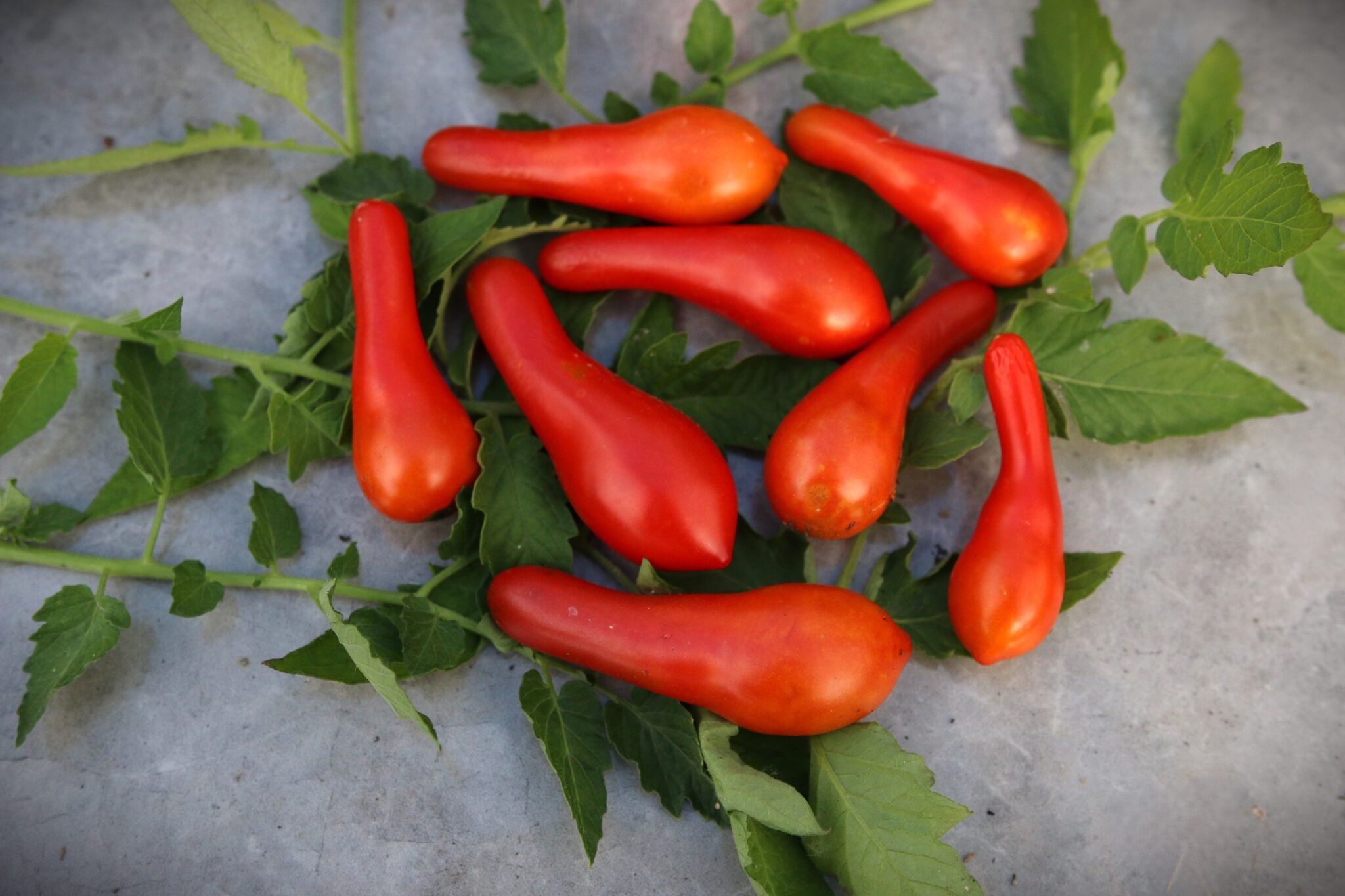 Köp Sea Horse Paste - Tomatfrön online hos Svenska Frön Sea Horse Paste - Svenskodlade tomatfrön från Svenska Frön