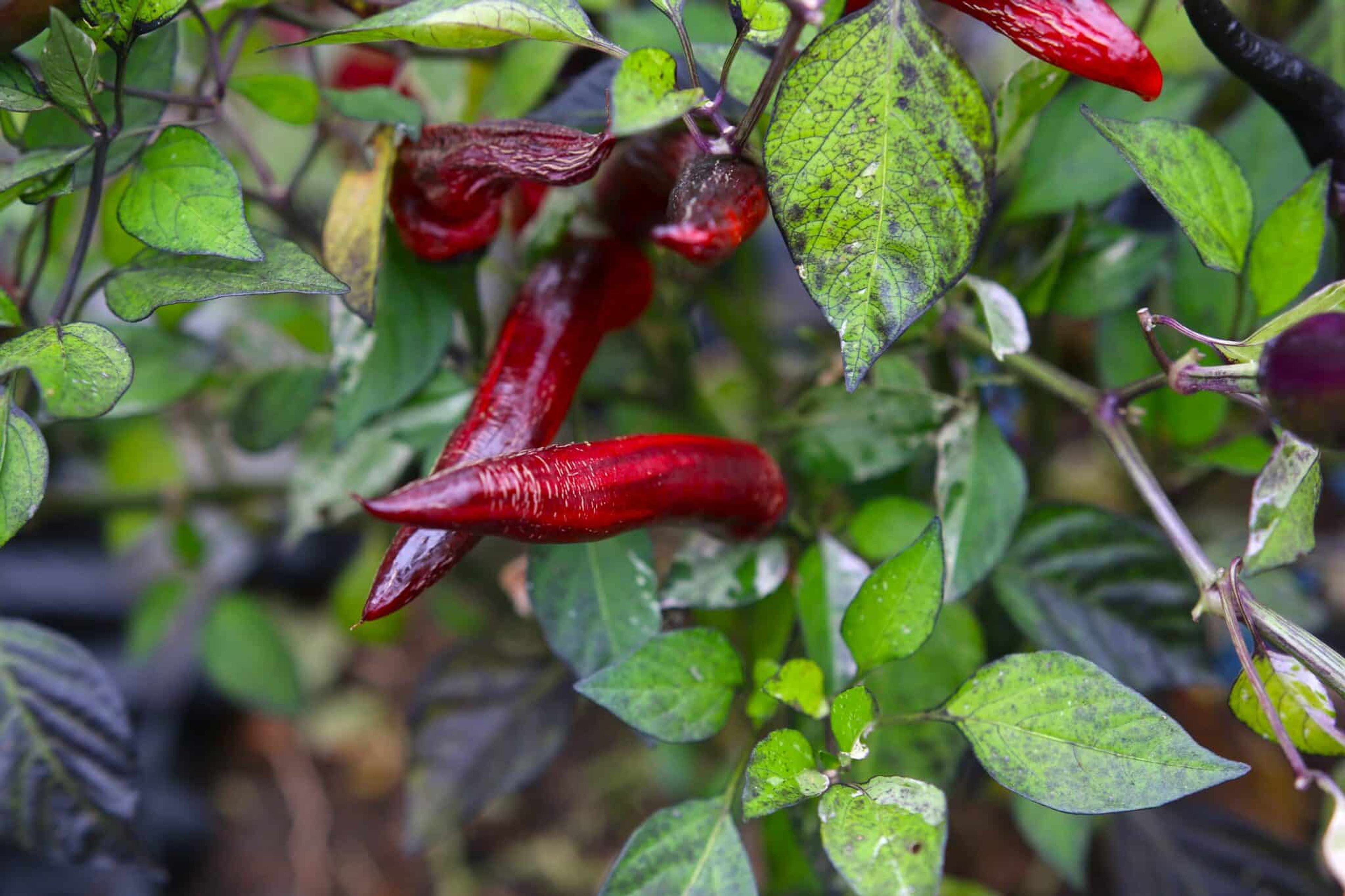 Randiga Jalapeno Tiger-frukter i flera färger på chiliplantan