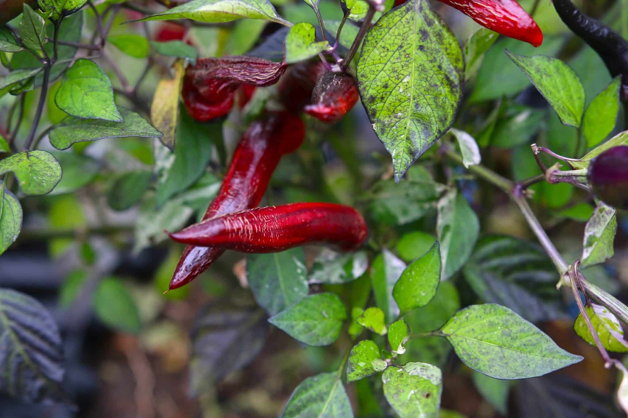 Köp Jalapeno Tiger - Chilifrön online hos Chilifrön.se Randiga Jalapeno Tiger-frukter i flera färger på chiliplantan