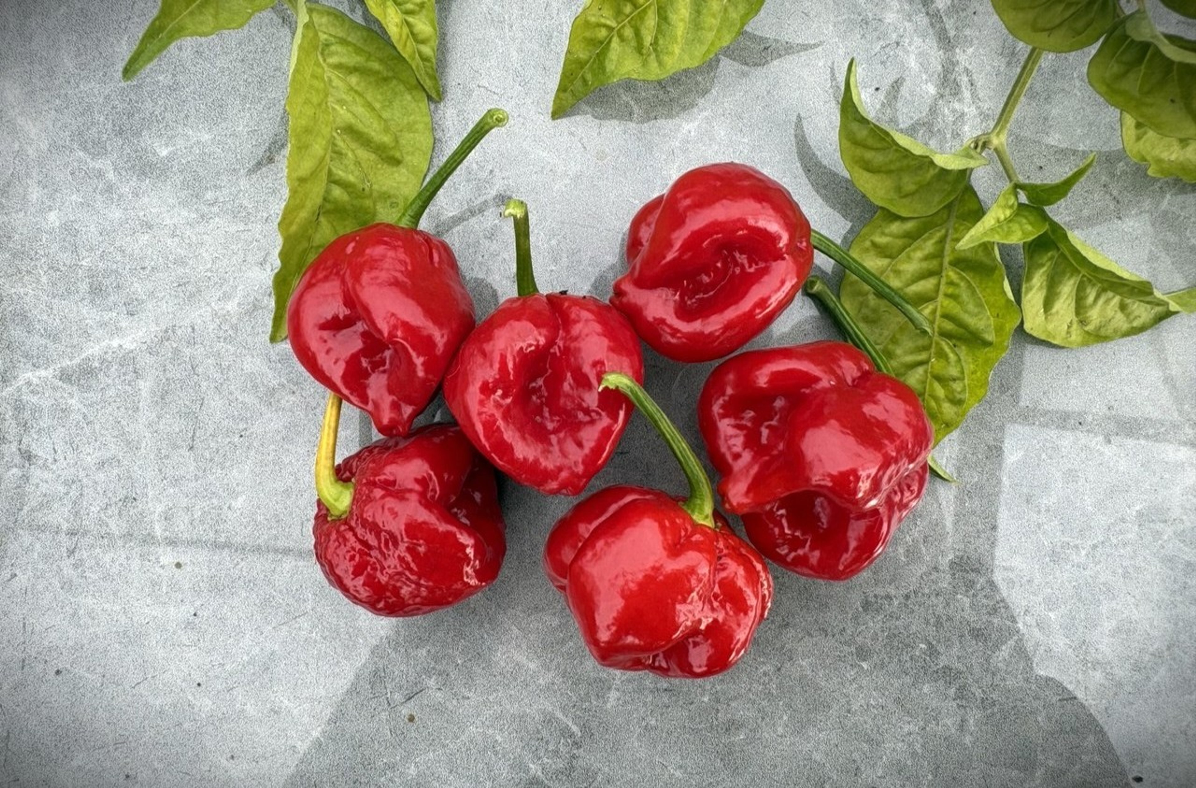 7 Pot Burgundy