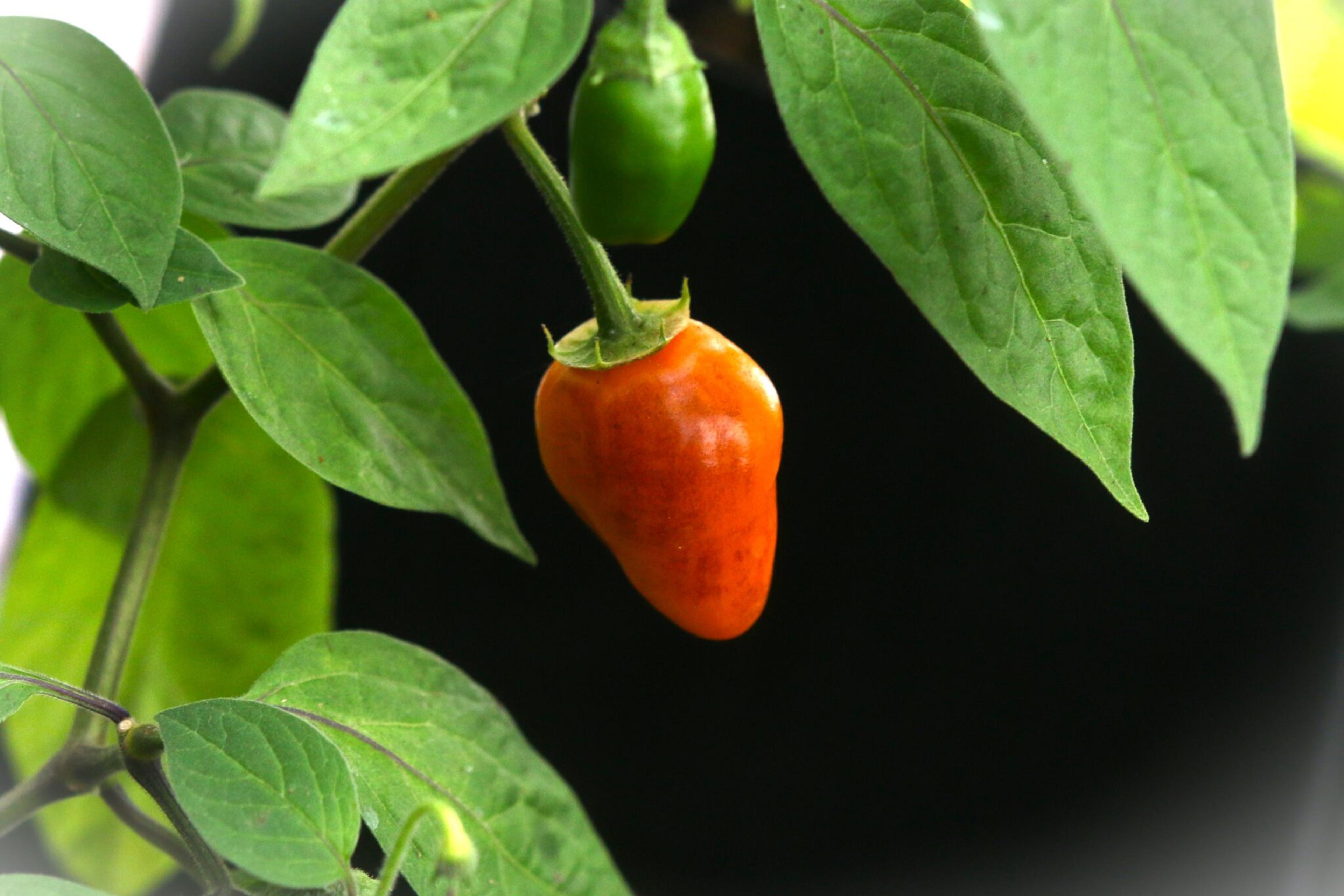 Rocoto de Seda miniatyrbild 2