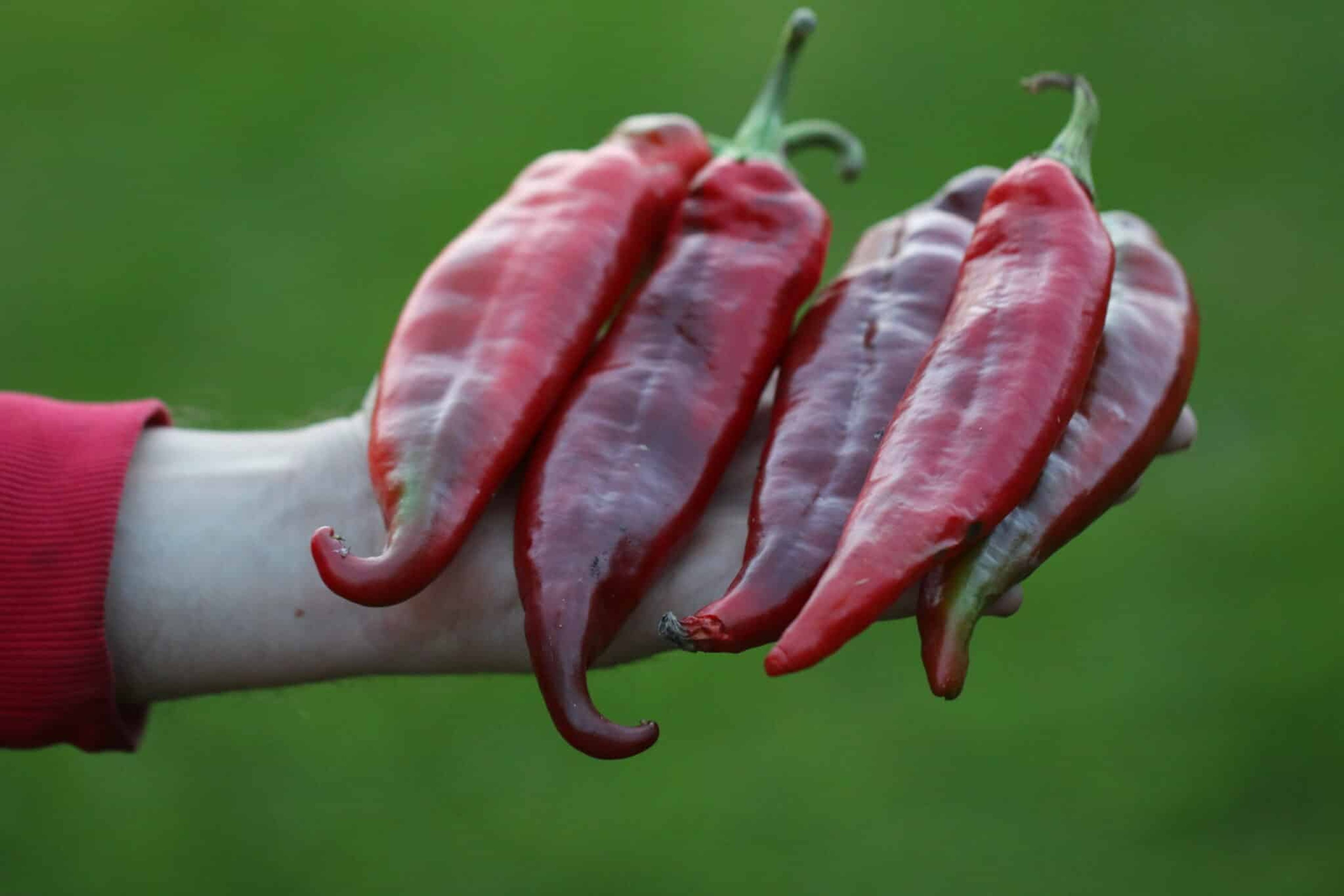 Numex Big Jim - Svenskodlade chilifrön från Svenska Frön