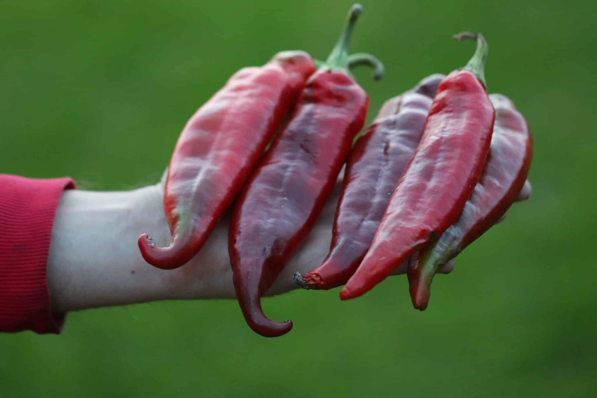 Köp Numex Big Jim - Chilifrön online hos Svenska Frön Numex Big Jim - Svenskodlade chilifrön från Svenska Frön