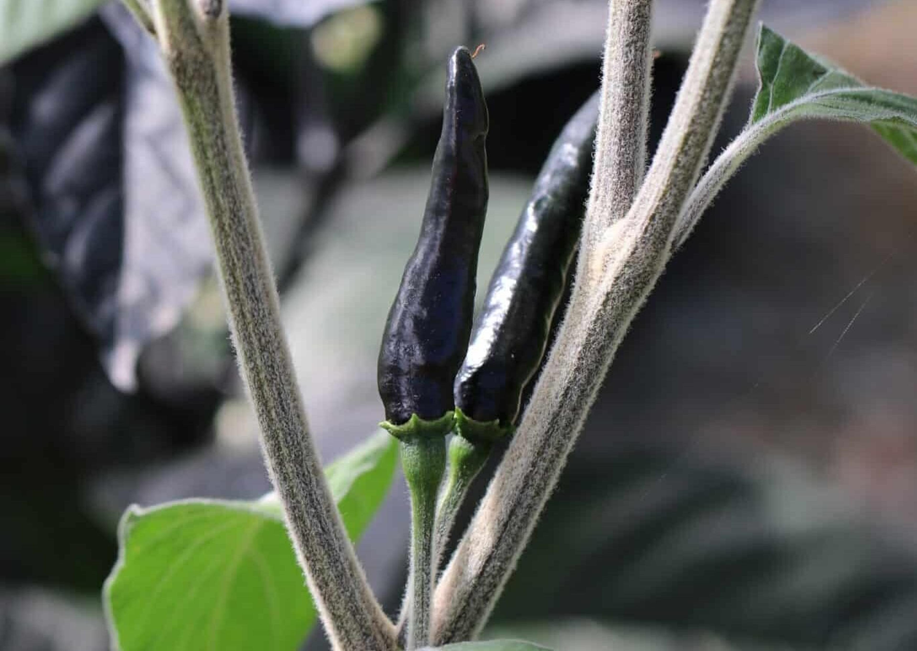 Goats Weed miniatyrbild 1