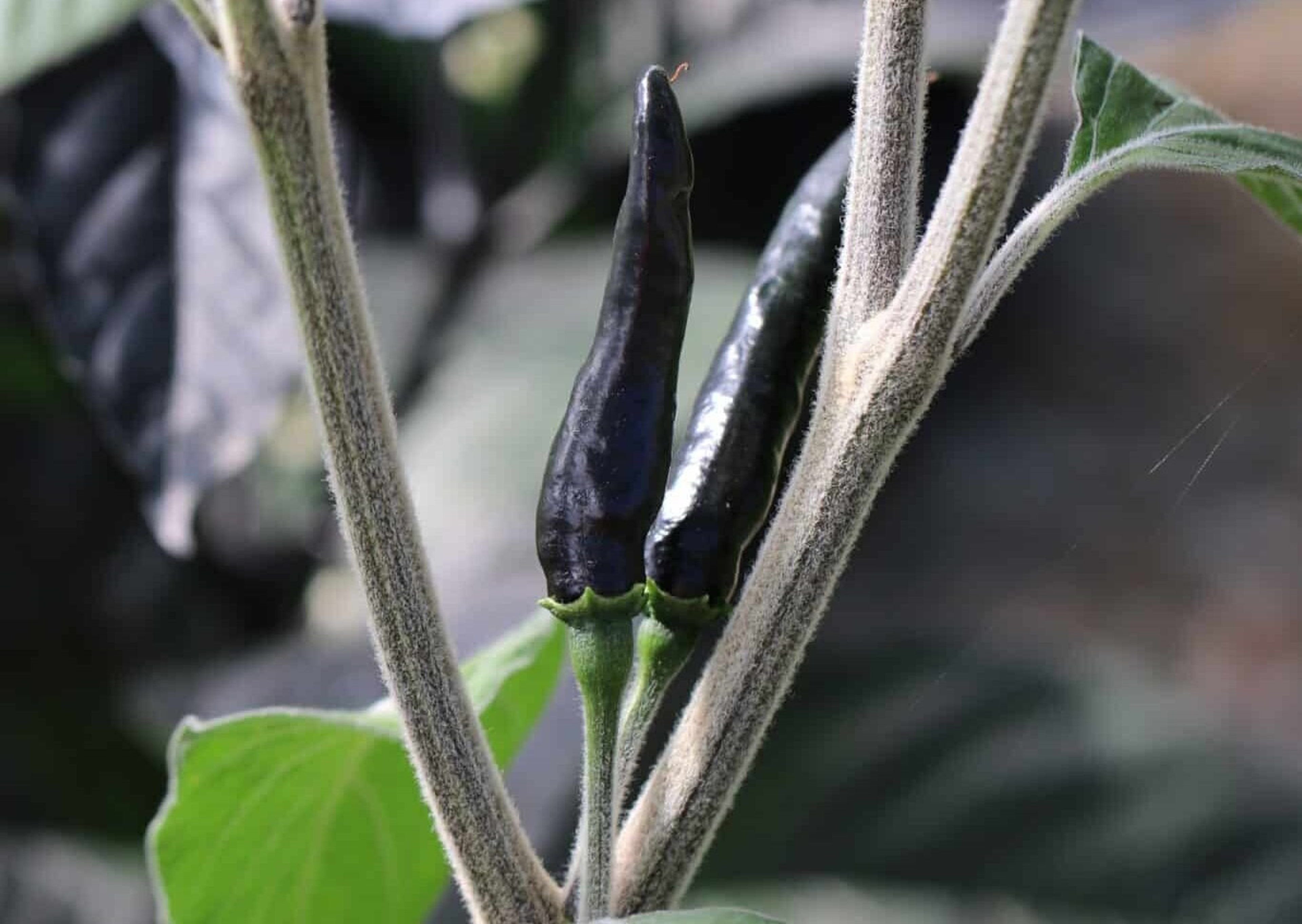 Goats Weed - Svenskodlade chilifrön från Svenska Frön