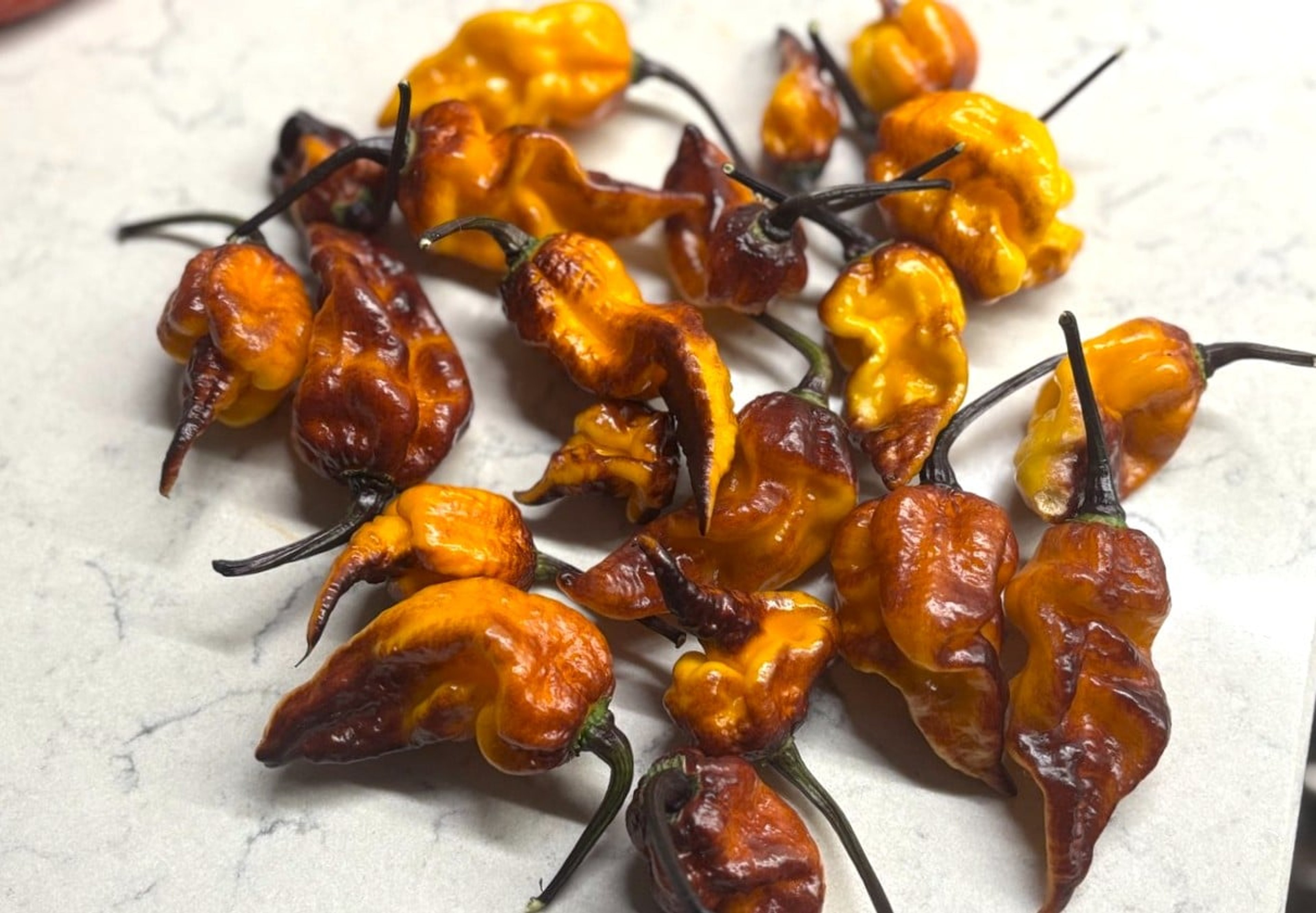 Dueling Horizon - Svenskodlade chilifrön från Svenska Frön