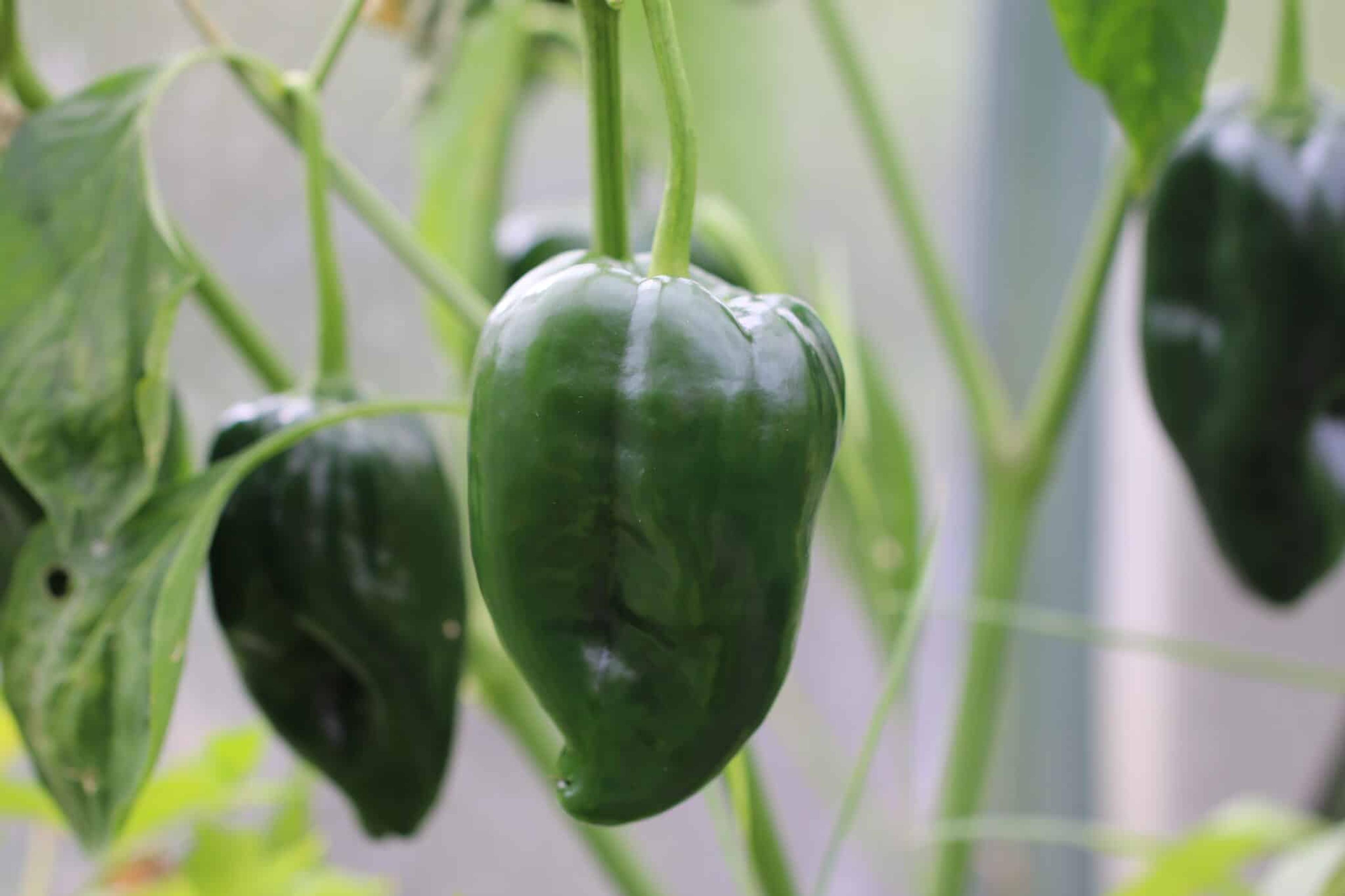 Ancho San Luis miniatyrbild 3