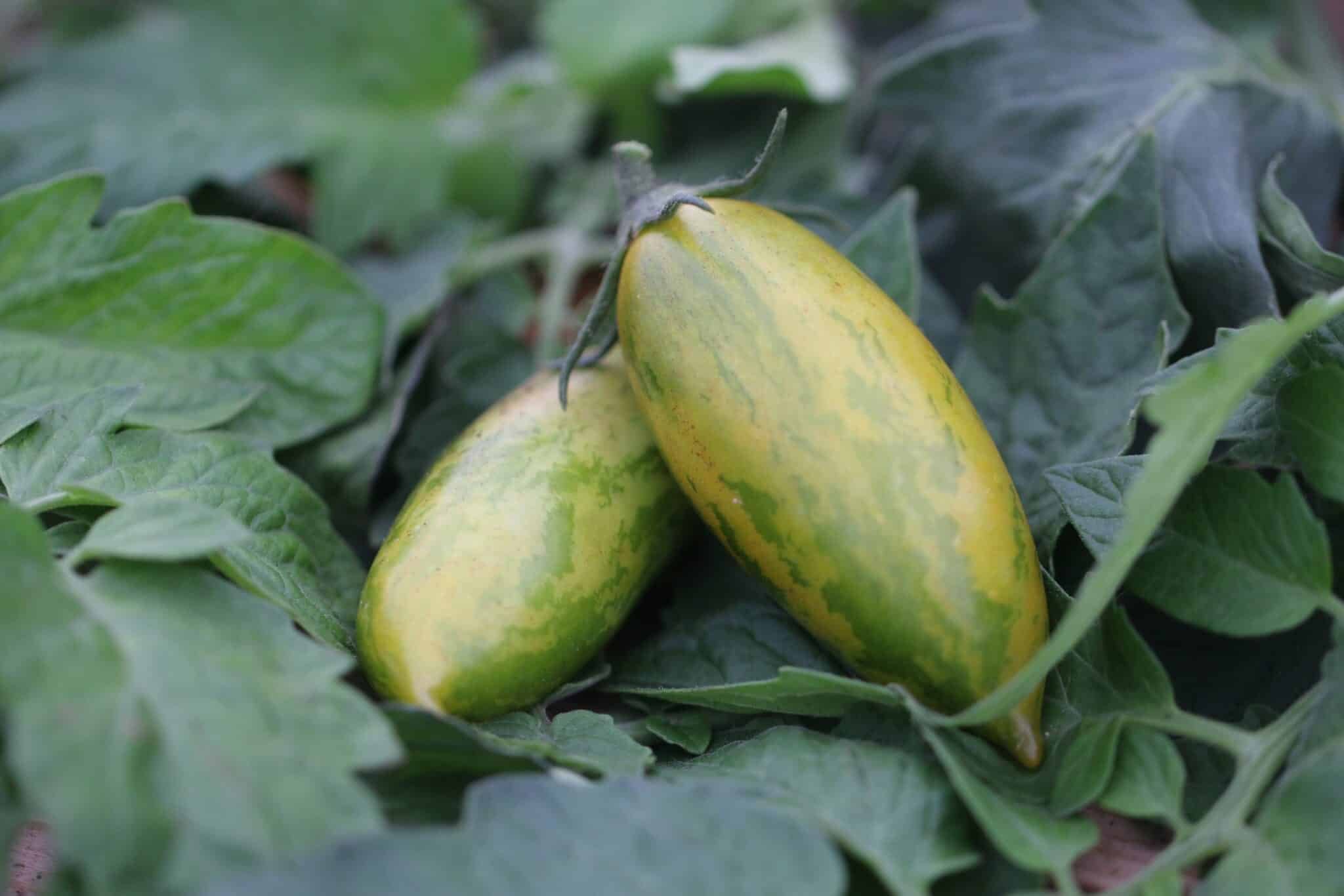 Köp Artisan Green Tiger - Tomatfrön online hos Svenska Frön Artisan Green Tiger - Svenskodlade tomatfrön från Svenska Frön