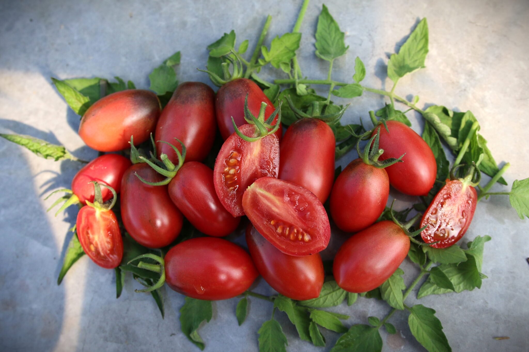 Köp Juicy Oval - Tomatfrön online hos Svenska Frön Juicy Oval - Svenskodlade tomatfrön från Svenska Frön