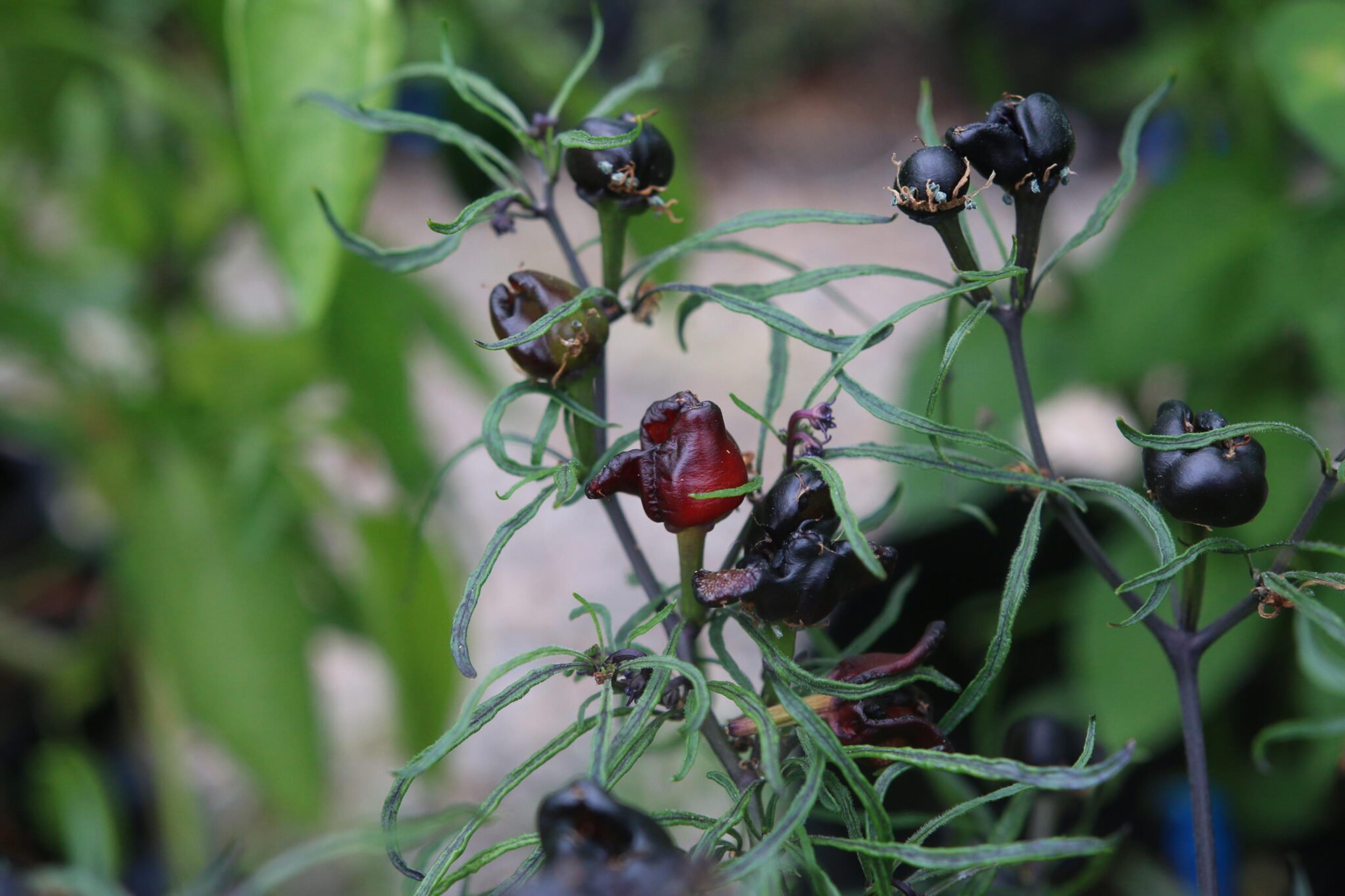 Mattapeno x Mutant miniatyrbild 2