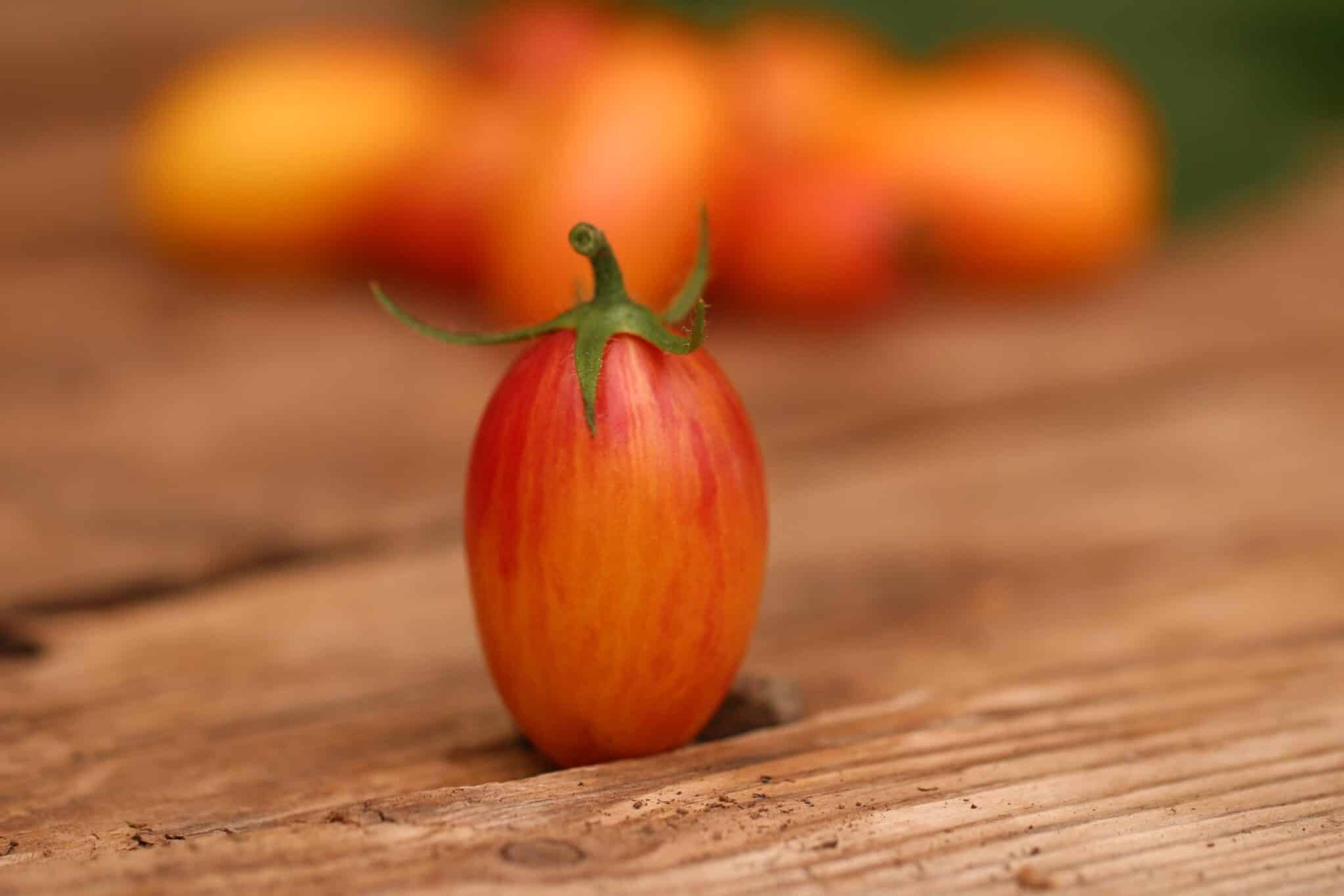 Artisan Blush Tiger miniatyrbild 4