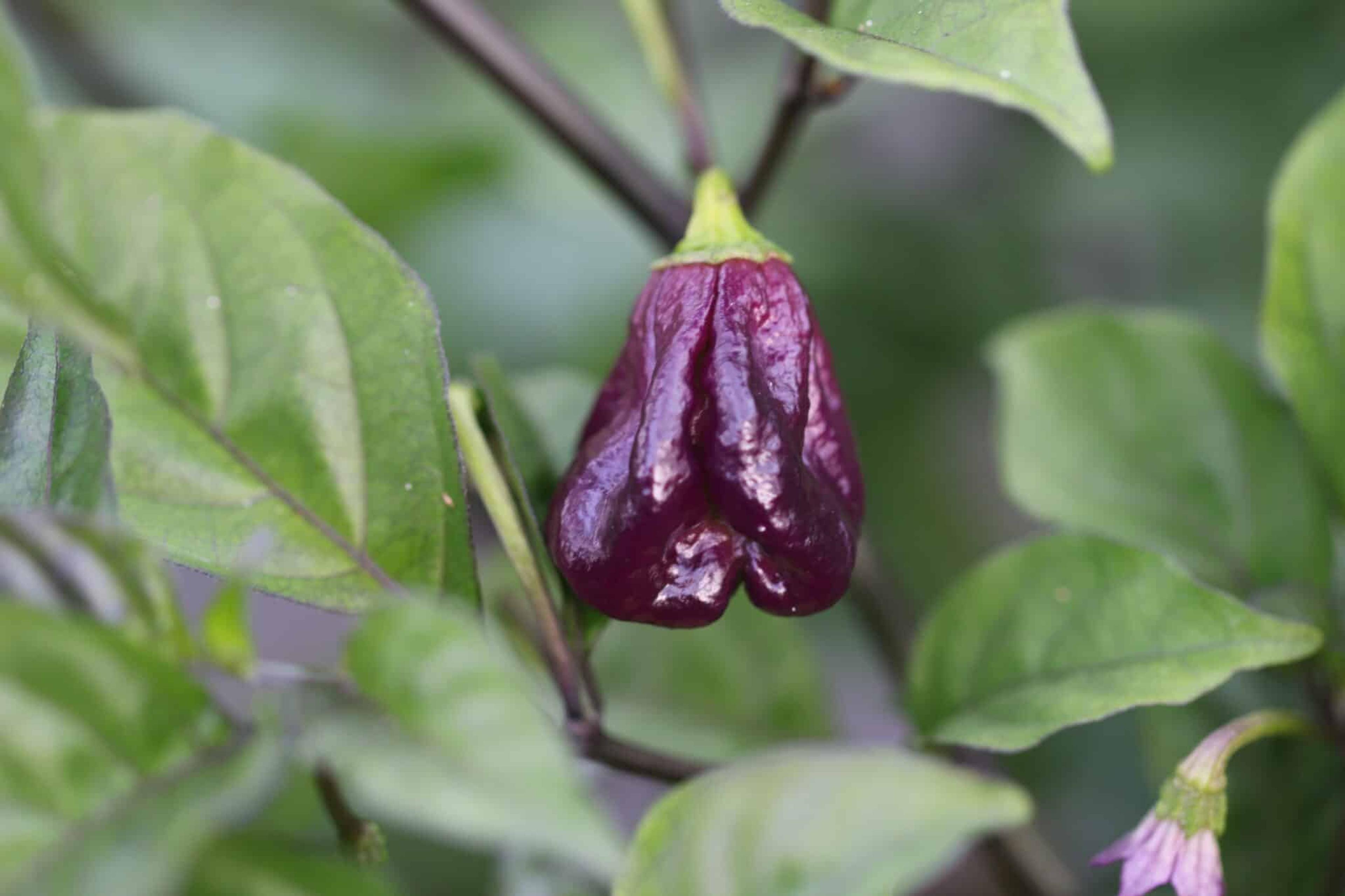 Purple Death miniatyrbild 5