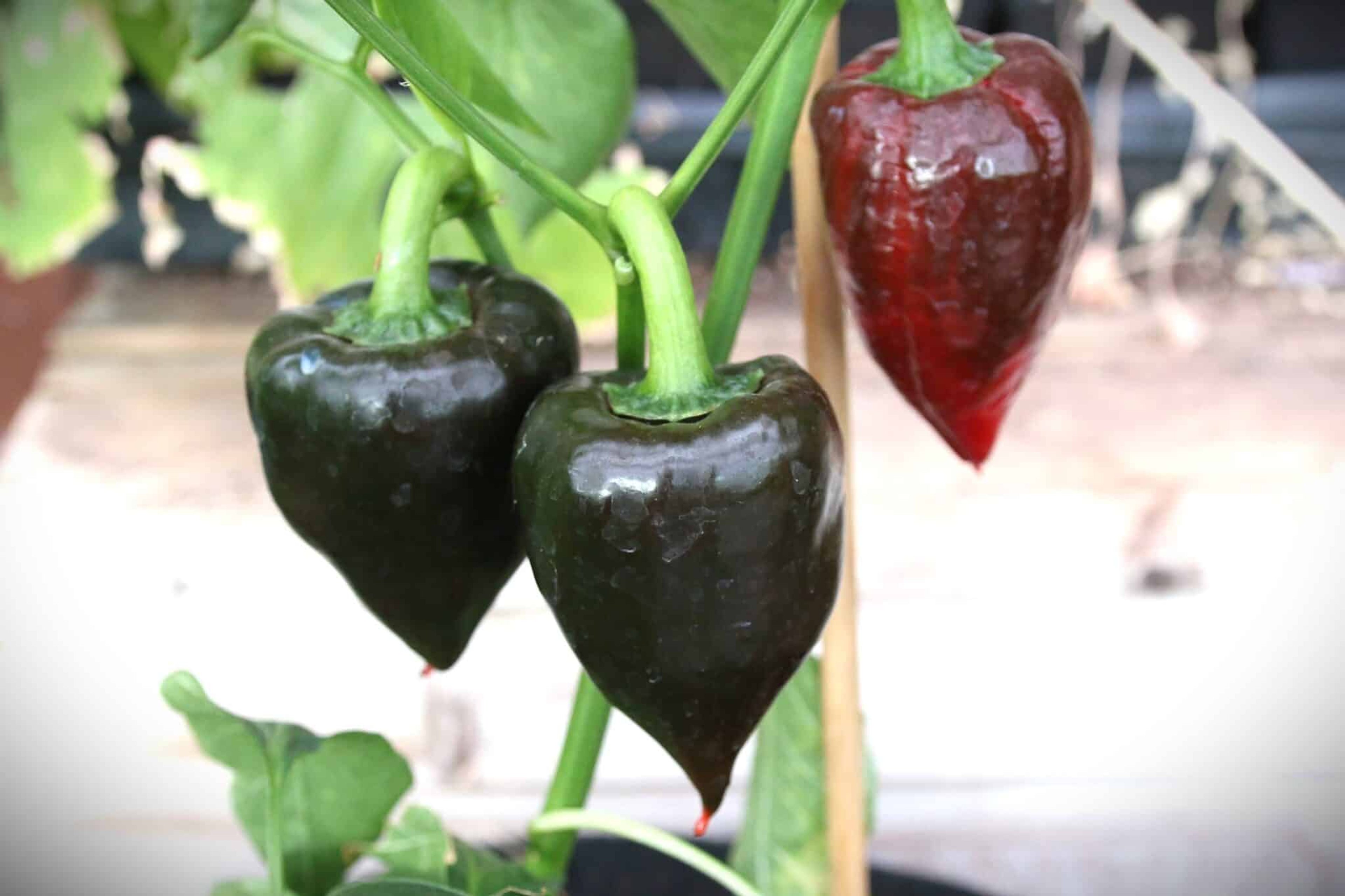 Fenir - Svenskodlade chilifrön från Svenska Frön