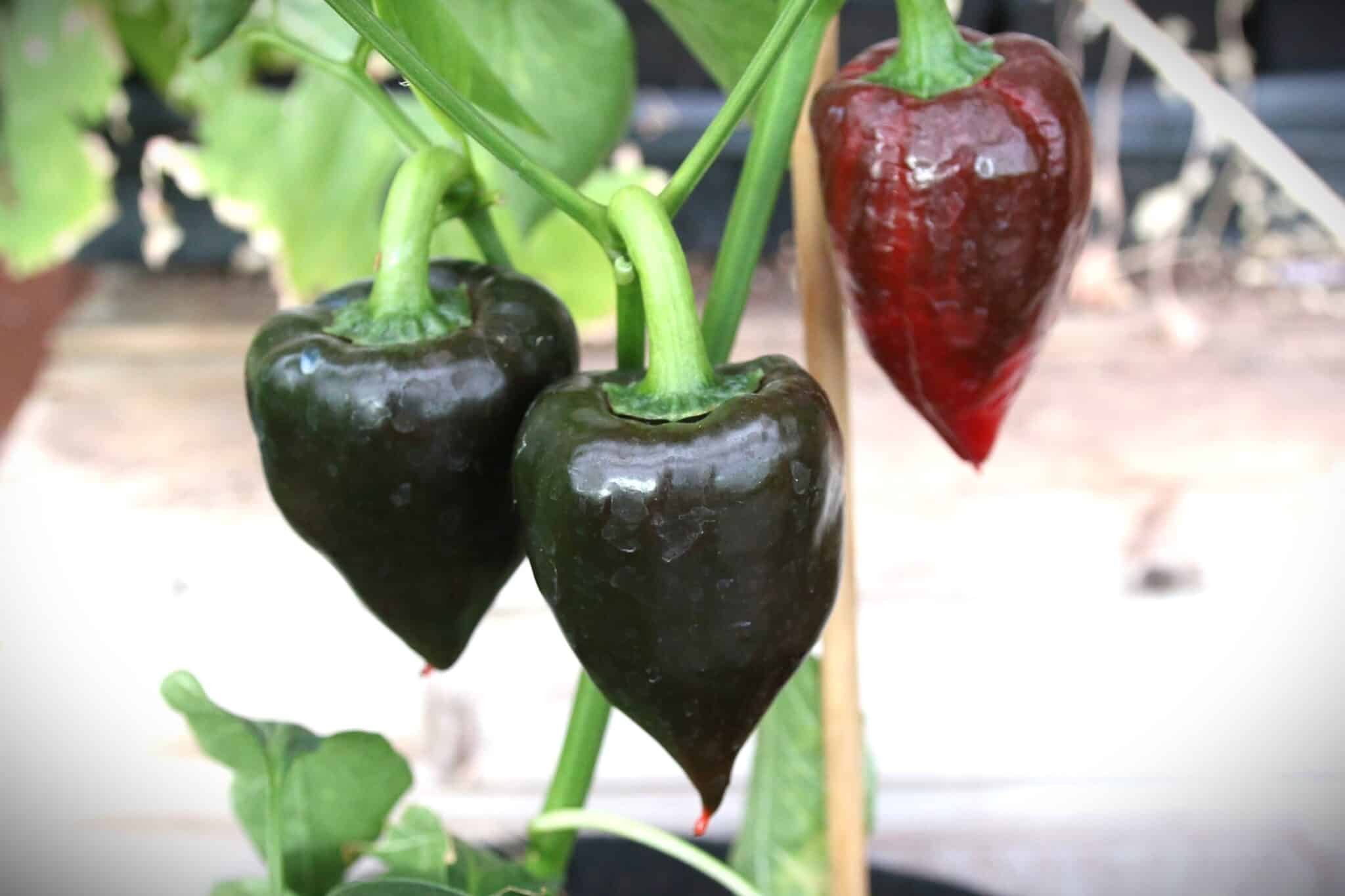 Köp Fenir - Chilifrön online hos Svenska Frön Fenir - Svenskodlade chilifrön från Svenska Frön