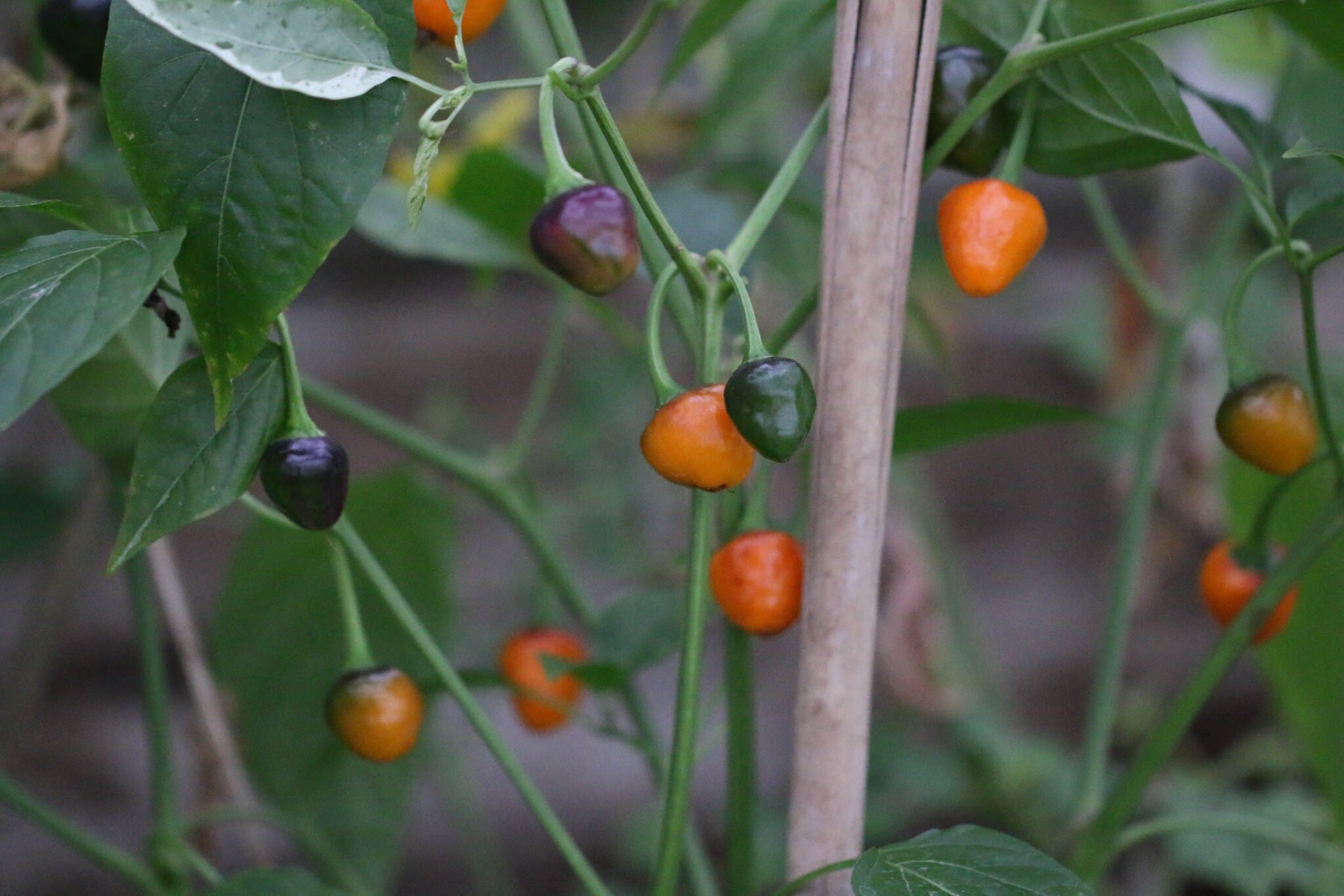 Köp Golden Nugget - Chilifrön online hos Svenska Frön Golden Nugget - Svenskodlade chilifrön från Svenska Frön