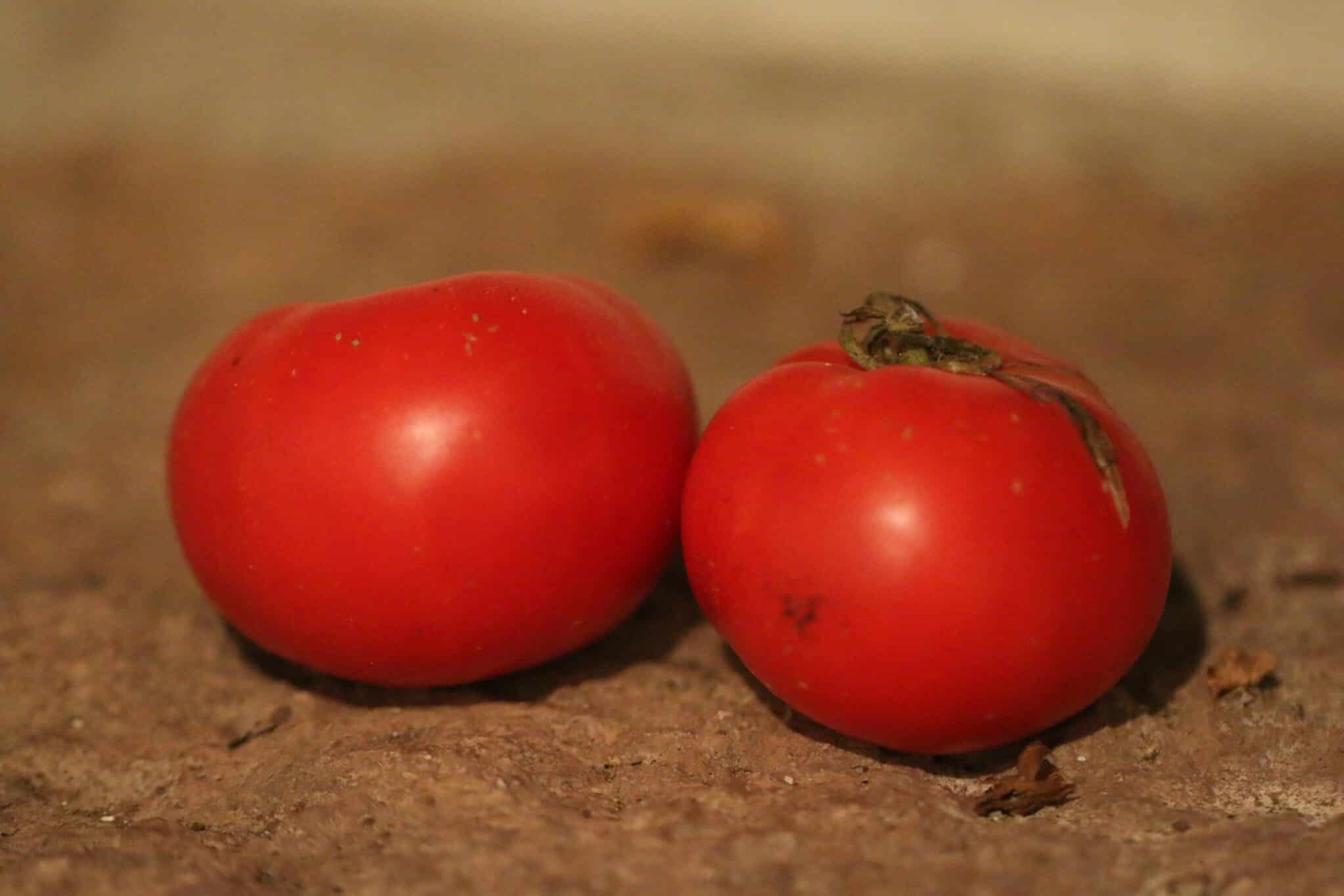 Giant Tree - Svenskodlade tomatfrön från Svenska Frön