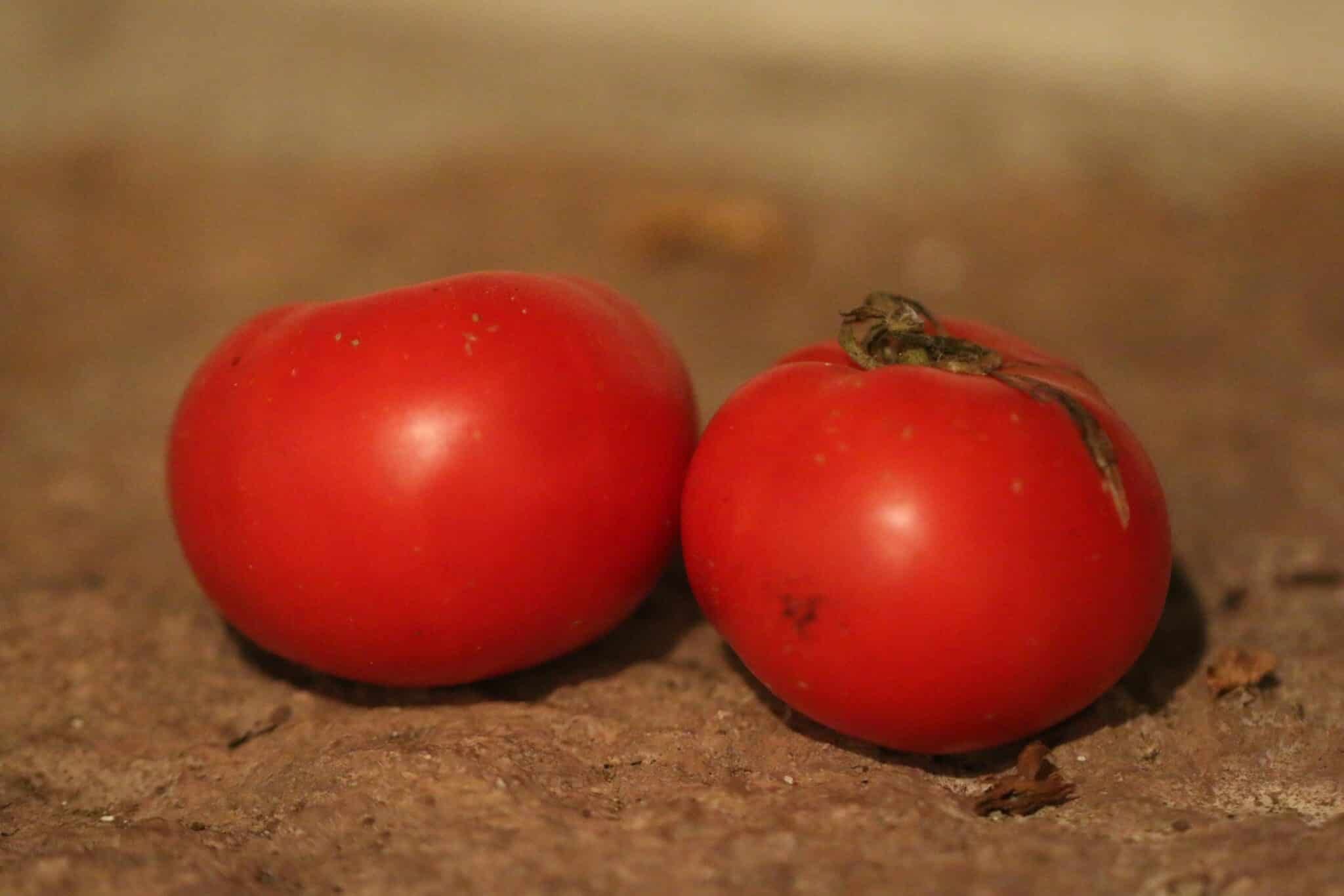 Köp Giant Tree - Tomatfrön online hos Svenska Frön Giant Tree - Svenskodlade tomatfrön från Svenska Frön