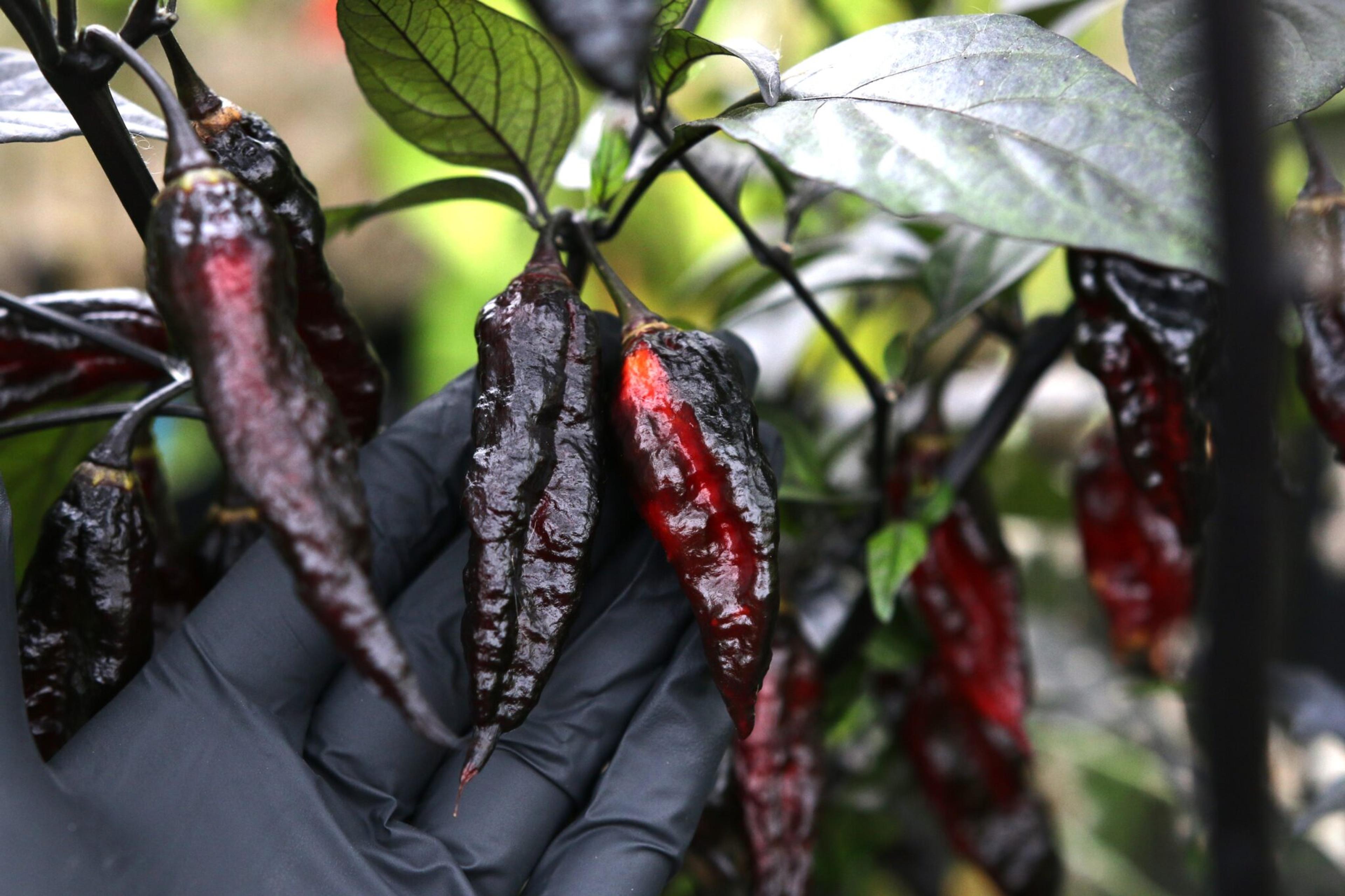 Naga Tiger D.D miniatyrbild 3