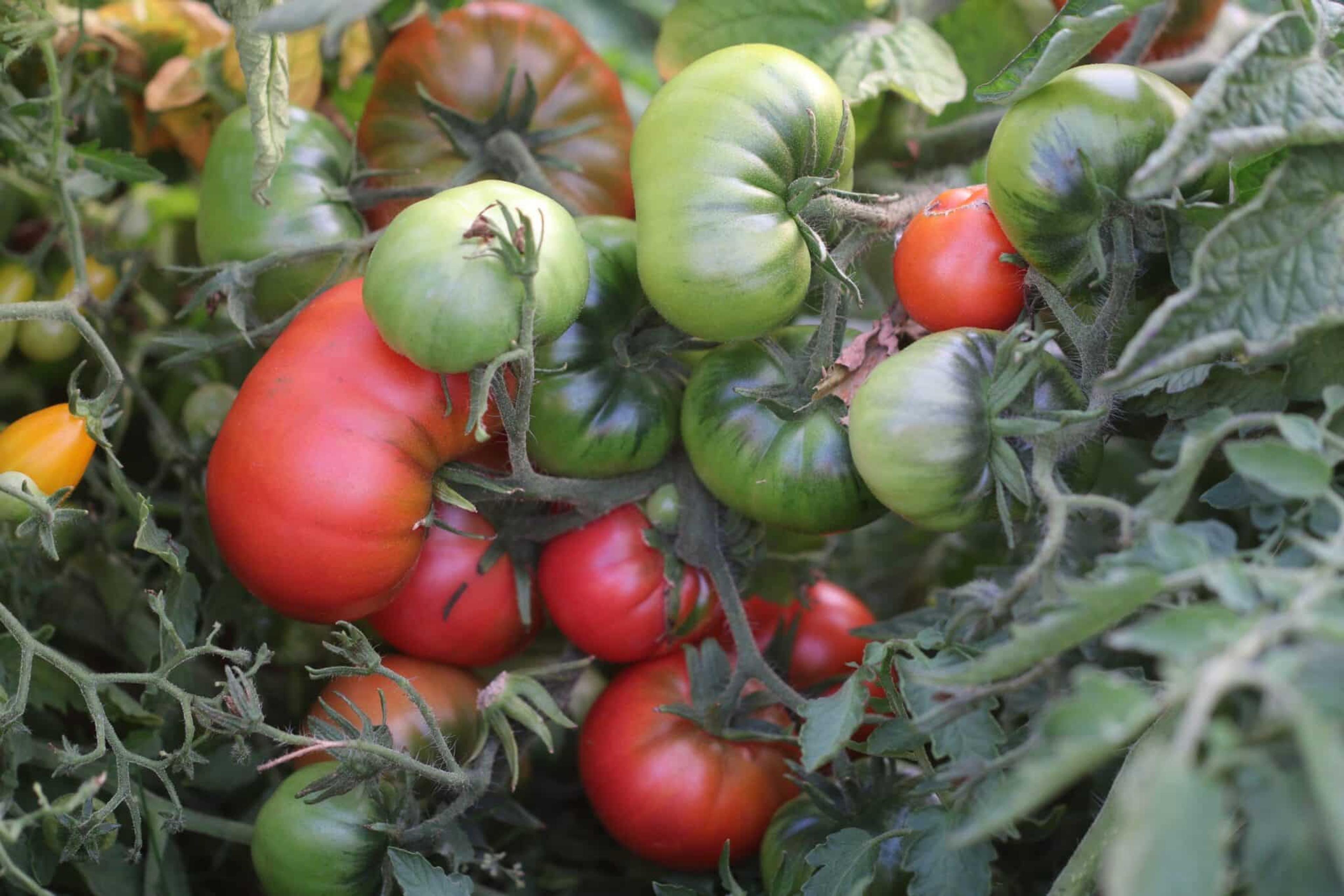 Arctic Rose miniatyrbild 2