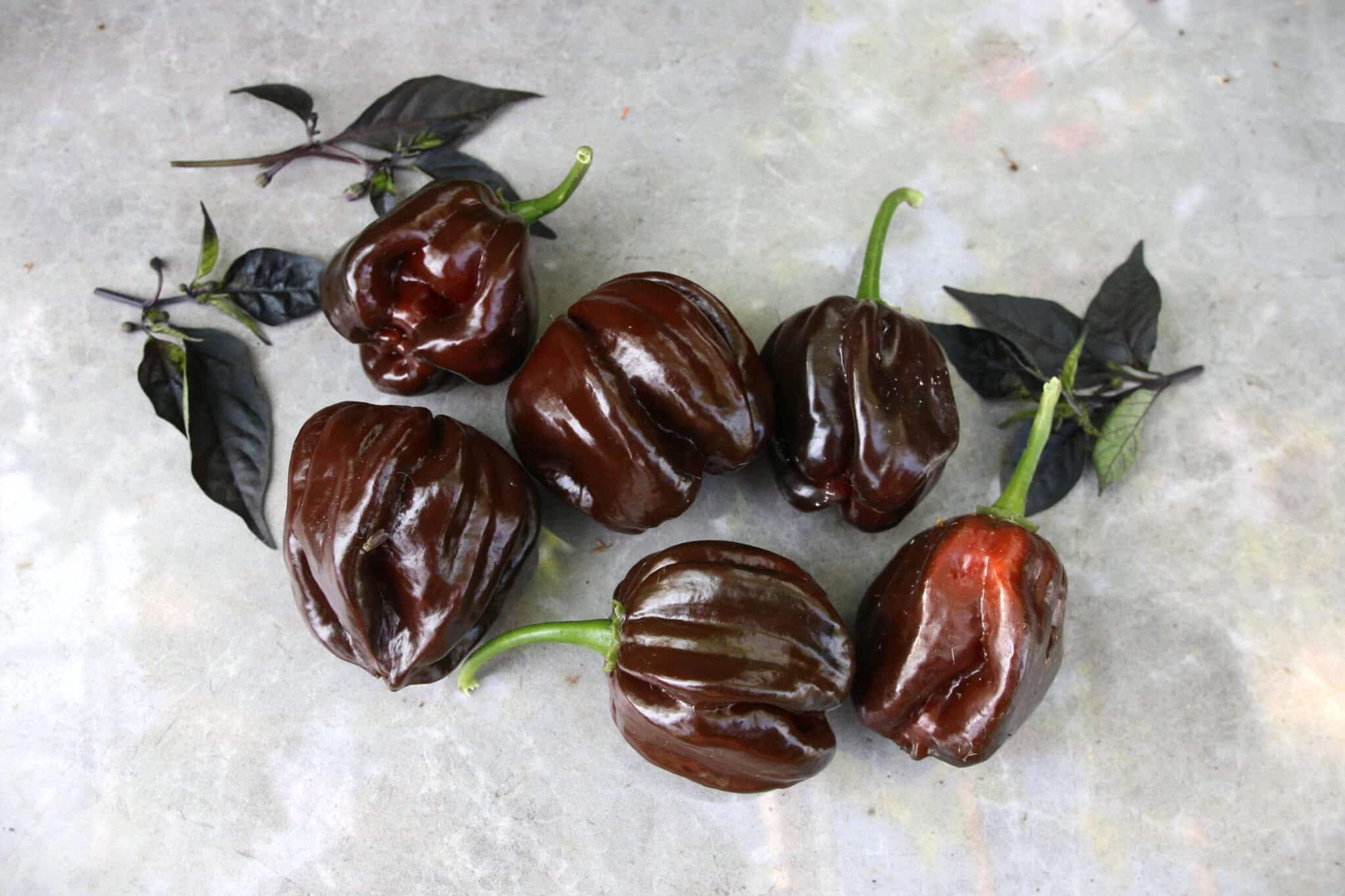 Habanero Black miniatyrbild 1