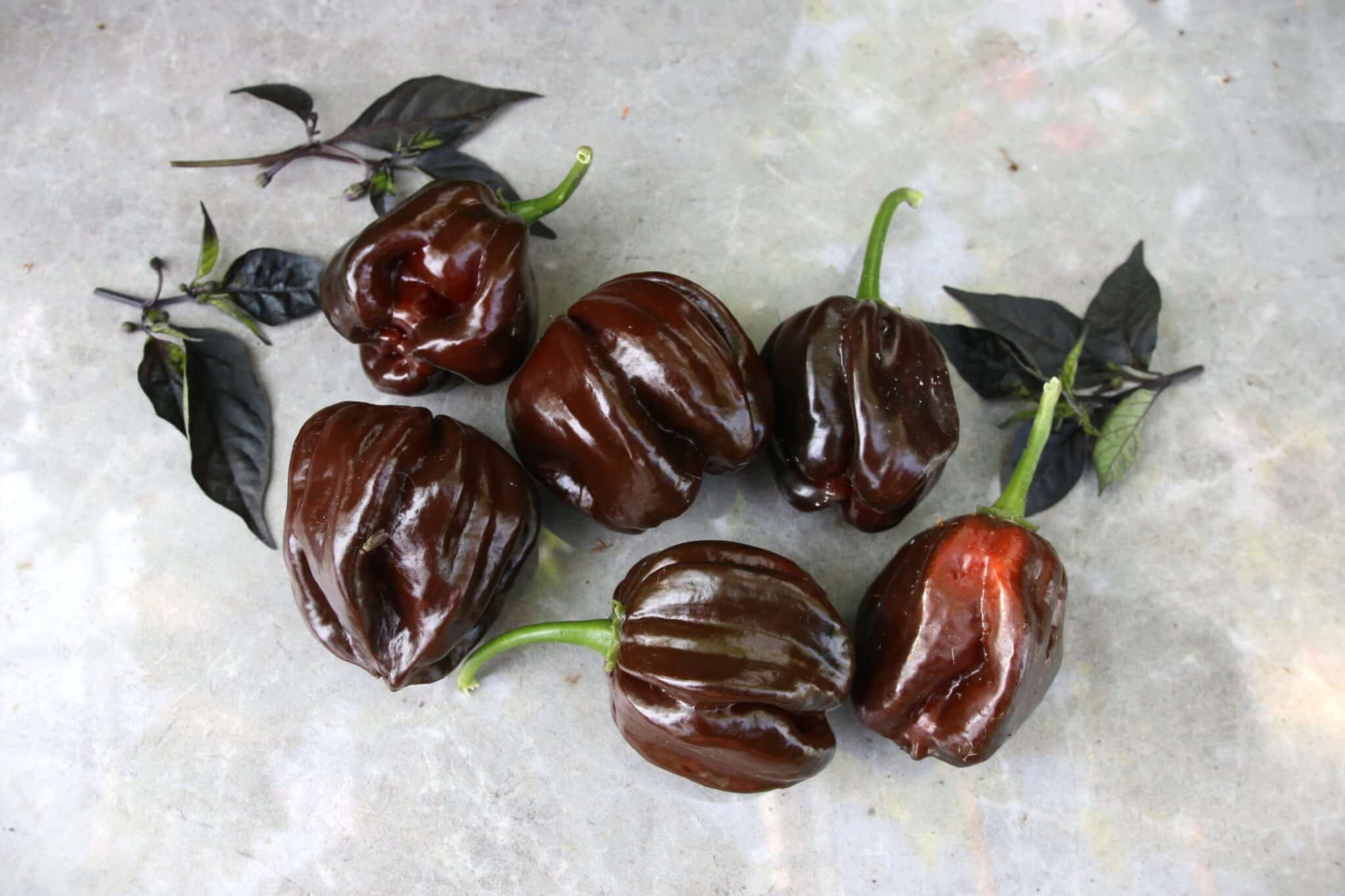 Habanero Black - Svenskodlade chilifrön från Svenska Frön