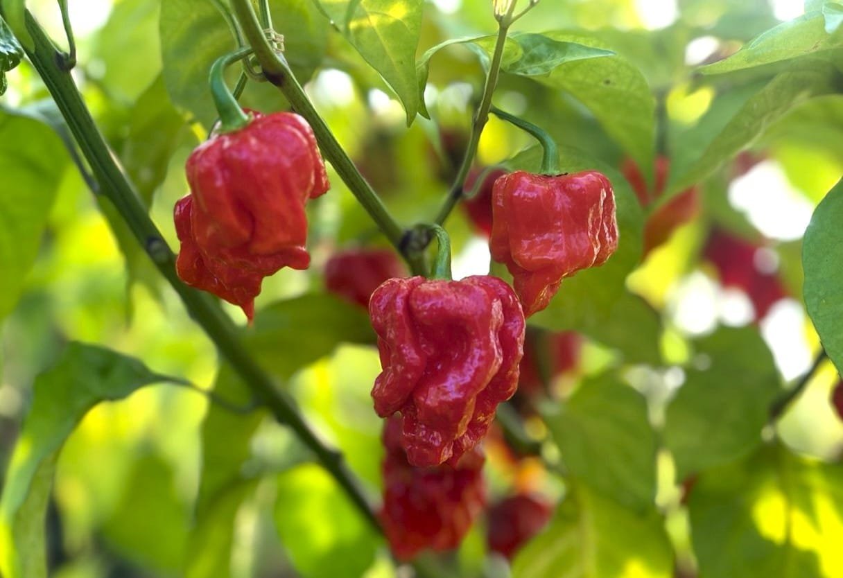 Köp KS StarrRacha Hornet - Chilifrön online hos Svenska Frön KS StarrRacha Hornet - Svenskodlade chilifrön frÄn Svenska Frön