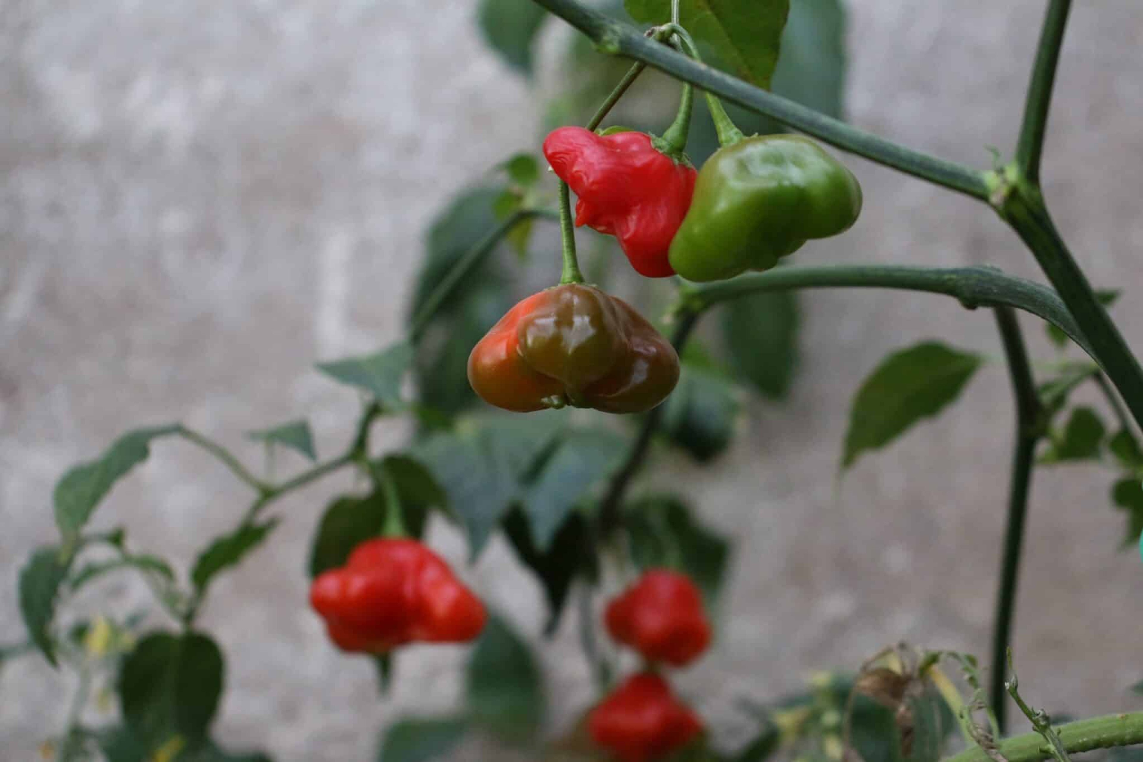 Bishops Crown - Svenskodlade chilifrön från Svenska Frön