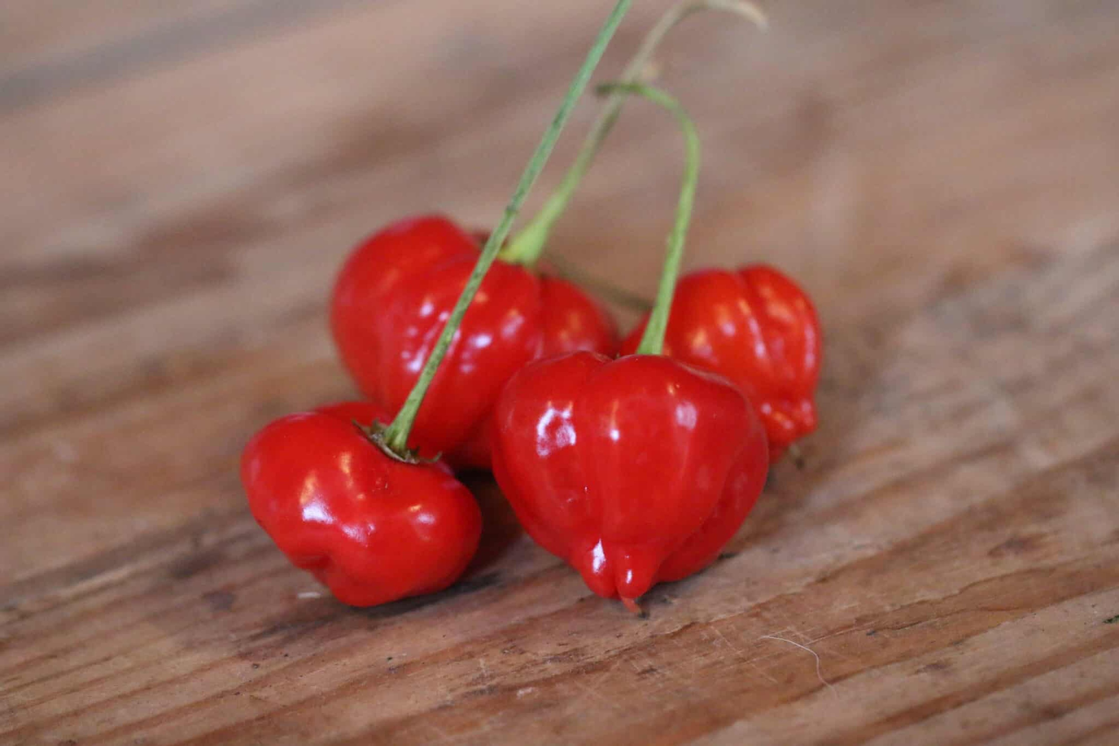 Peito de Moça - Svenskodlade chilifrön från Svenska Frön