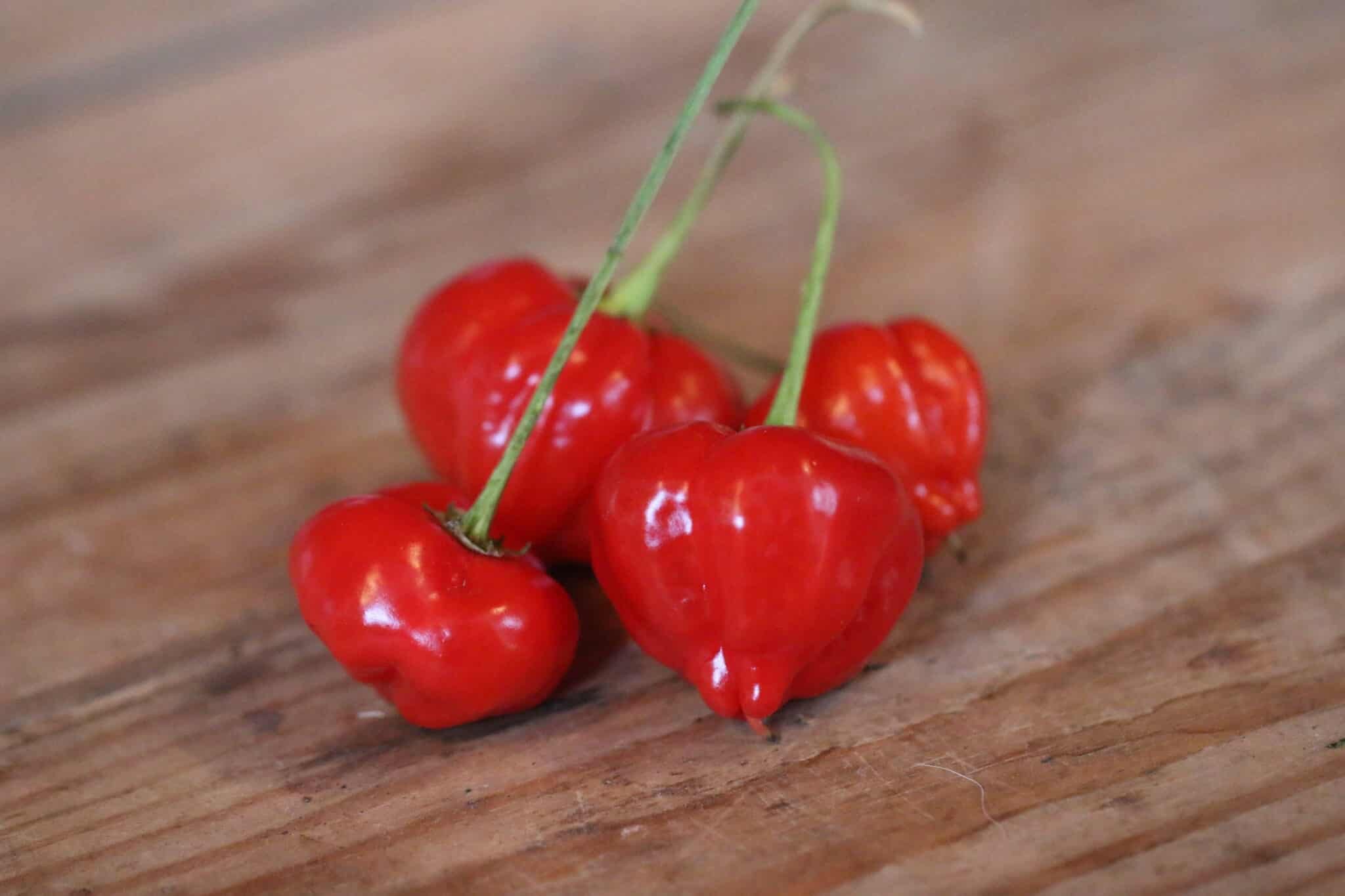 Köp Peito de Moça - Chilifrön online hos Svenska Frön Peito de Moça - Svenskodlade chilifrön från Svenska Frön