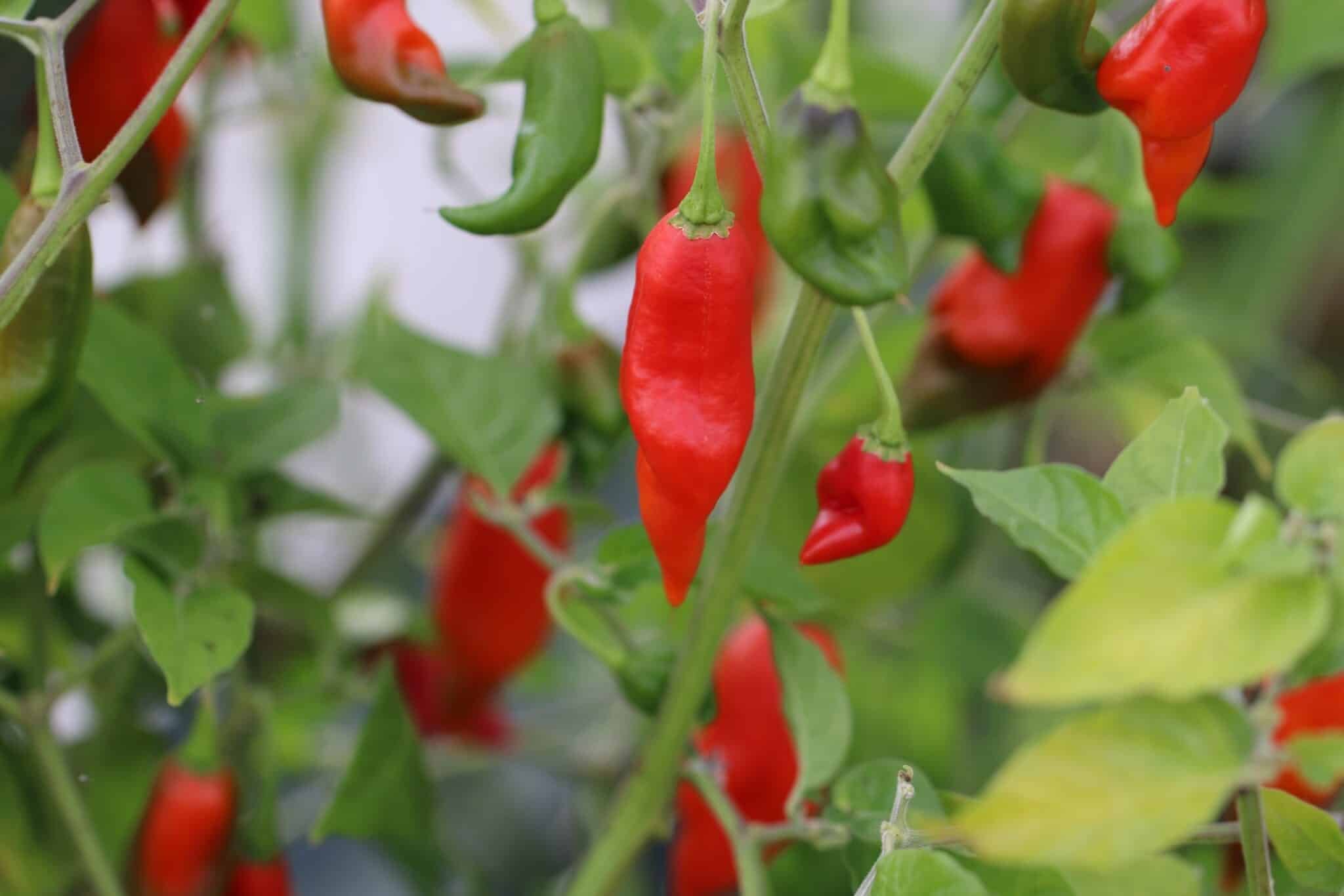 Köp Hot Paper Lantern - Chilifrön online hos Svenska Frön Hot Paper Lantern - Svenskodlade chilifrön från Svenska Frön