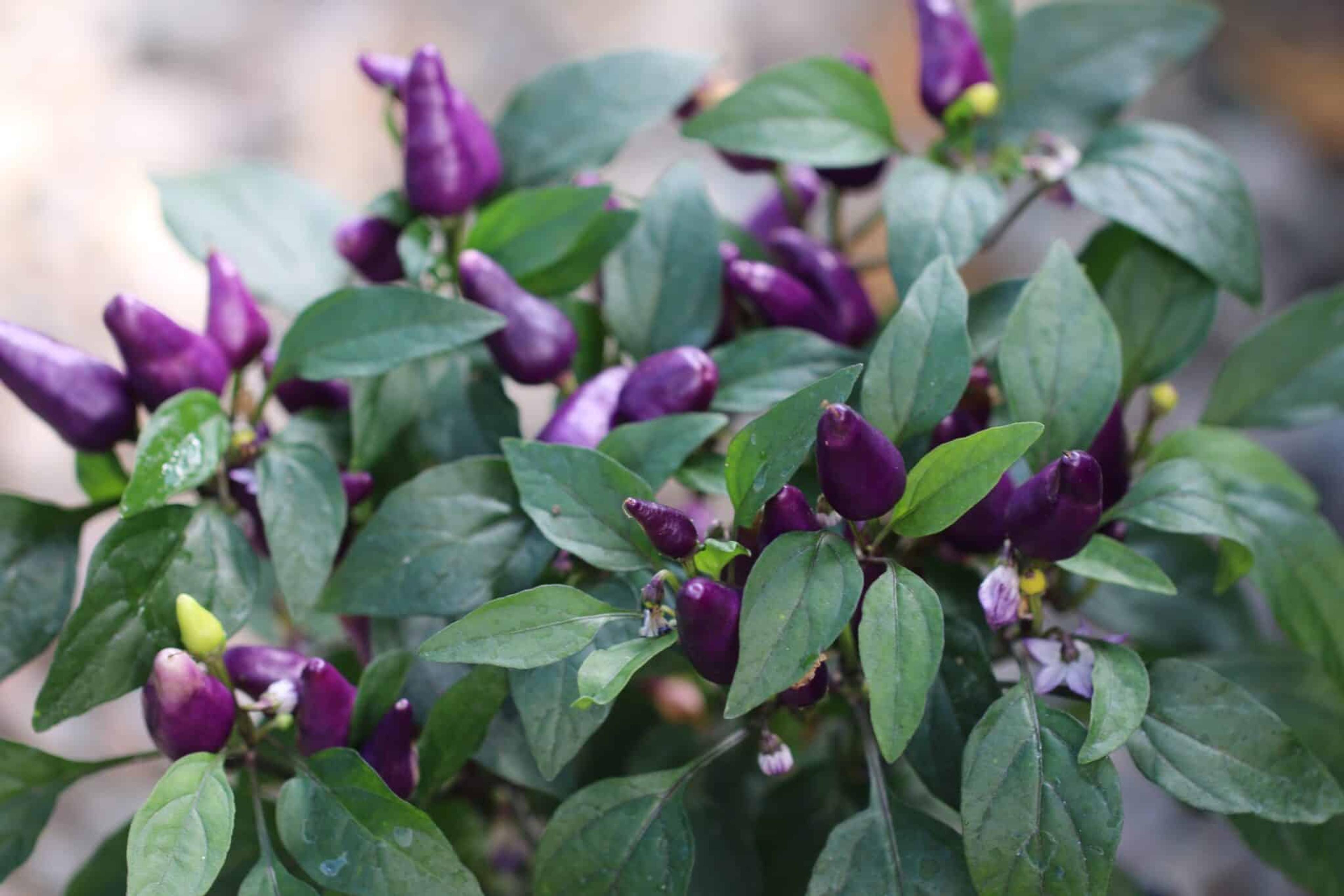 Aurora miniatyrbild 1