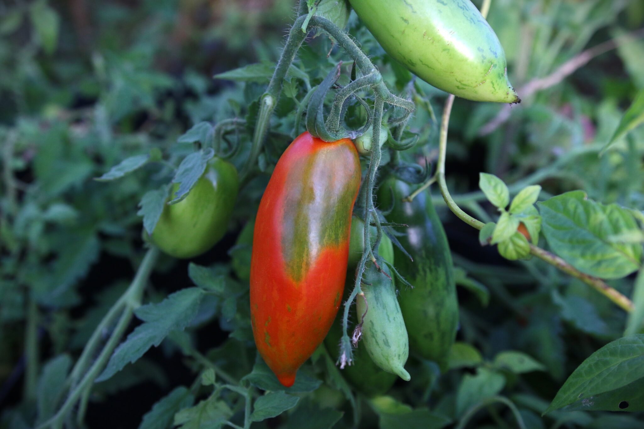 Köp Boxer Rebellion - Tomatfrön online hos Svenska Frön Boxer Rebellion - Svenskodlade tomatfrön från Svenska Frön