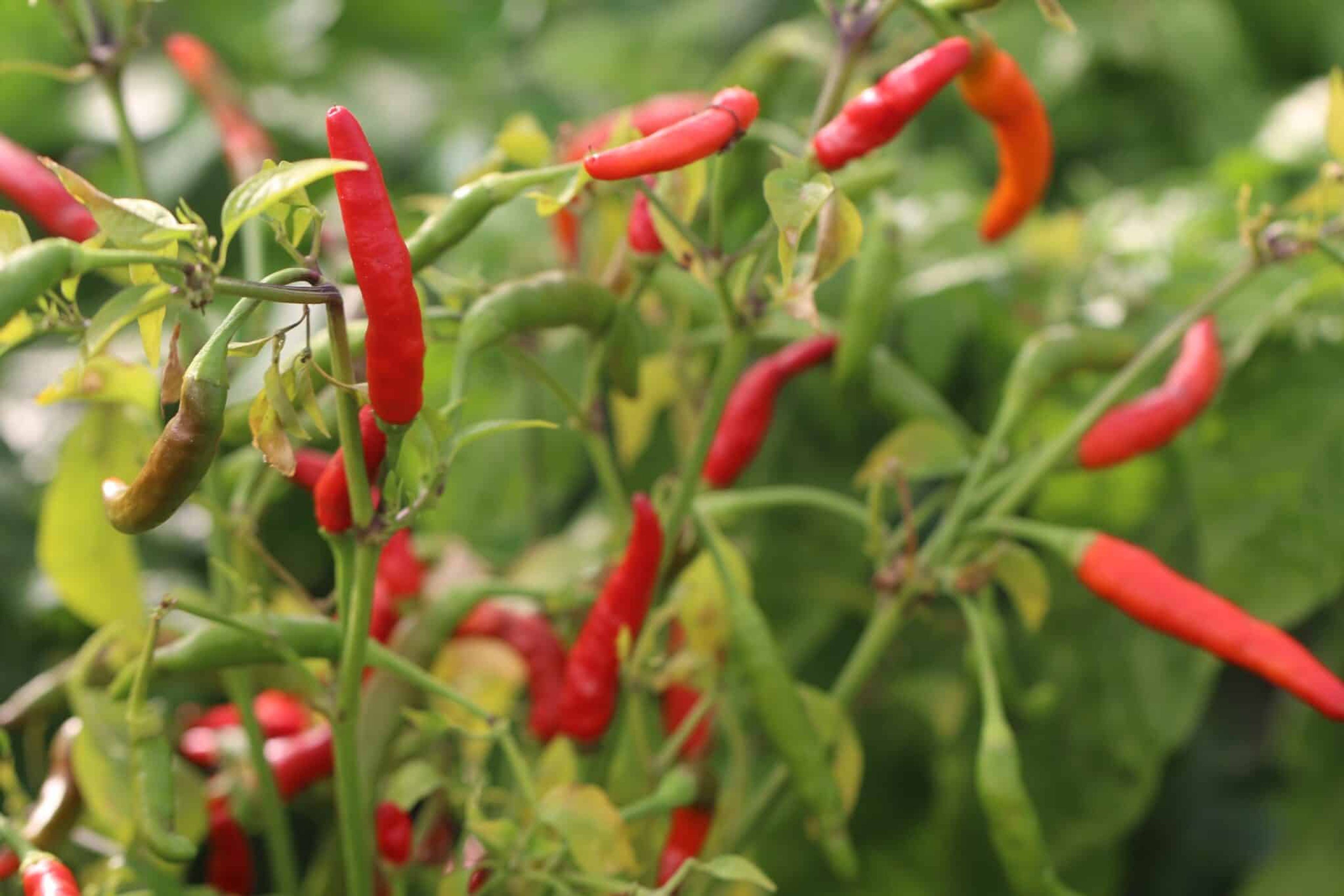 Rooster Spur - Svenskodlade chilifrön från Svenska Frön