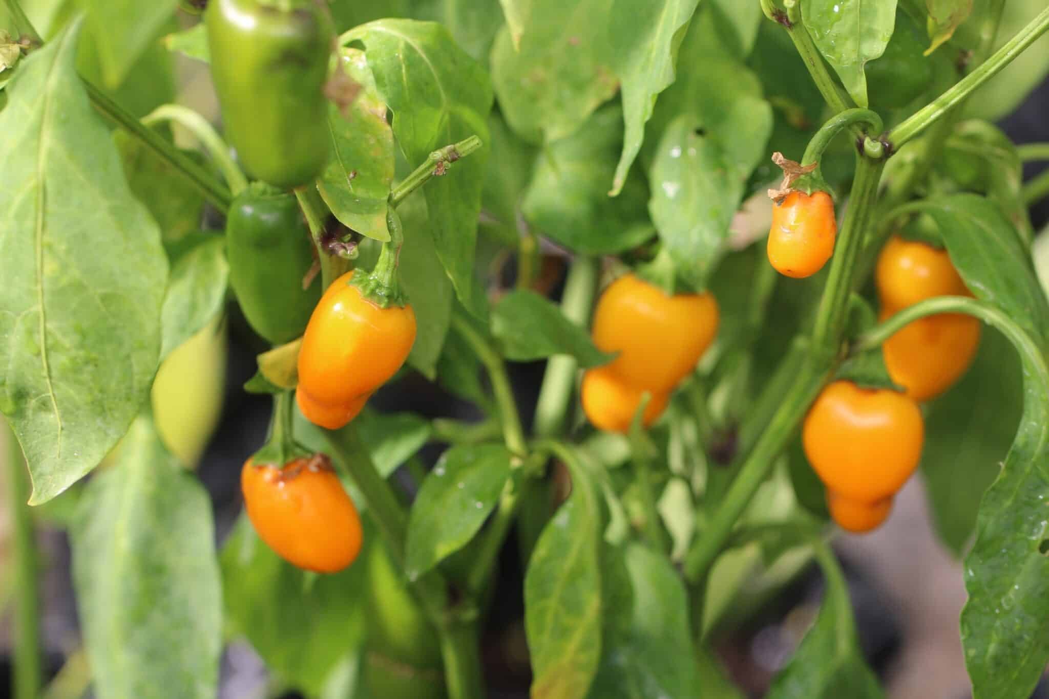 Köp NuMex Pumpkin Spice - Chilifrön online hos Svenska Frön NuMex Pumpkin Spice - Svenskodlade chilifrön från Svenska Frön