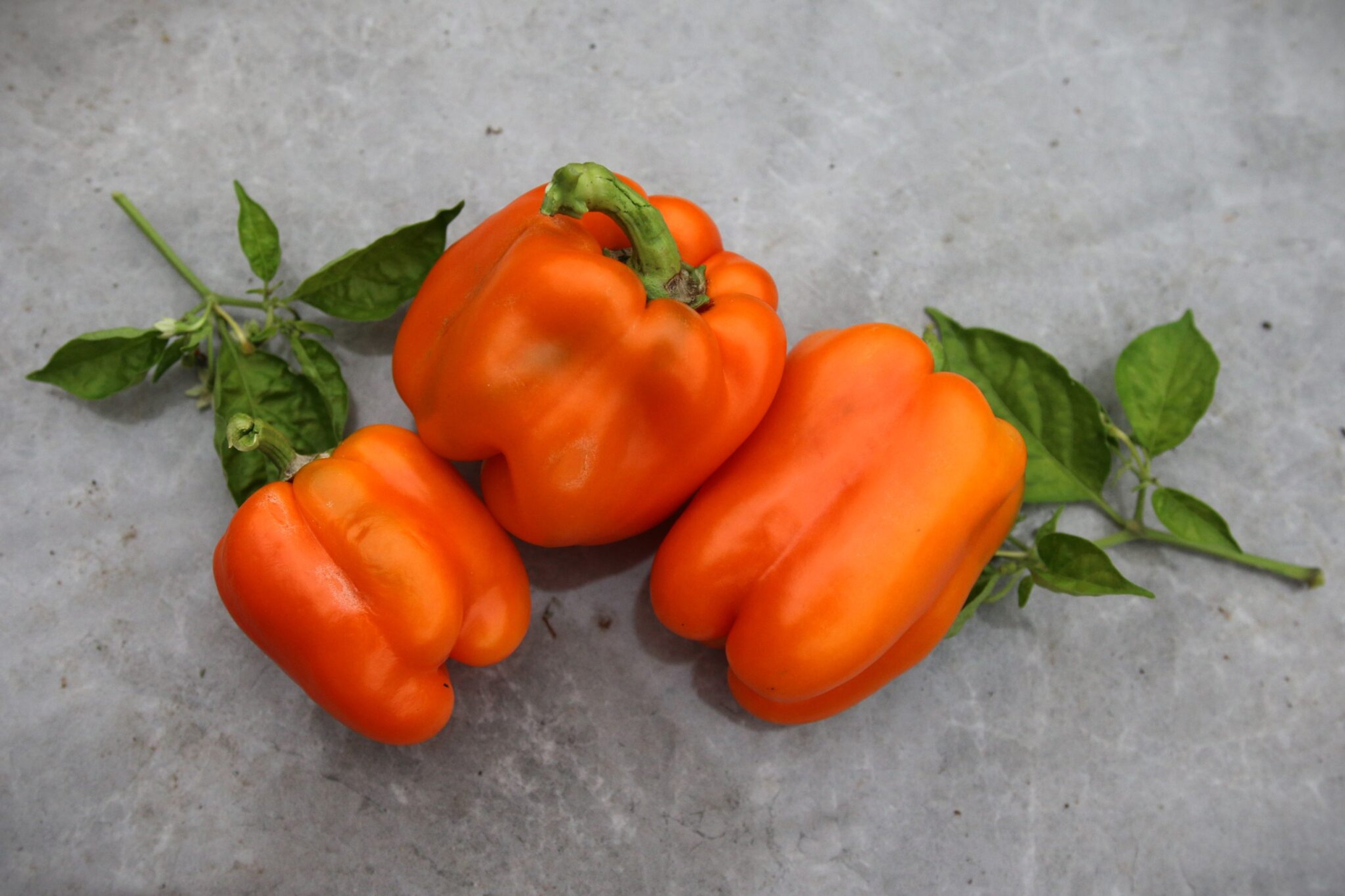 Orange Sun - Svenskodlade chilifrön från Svenska Frön