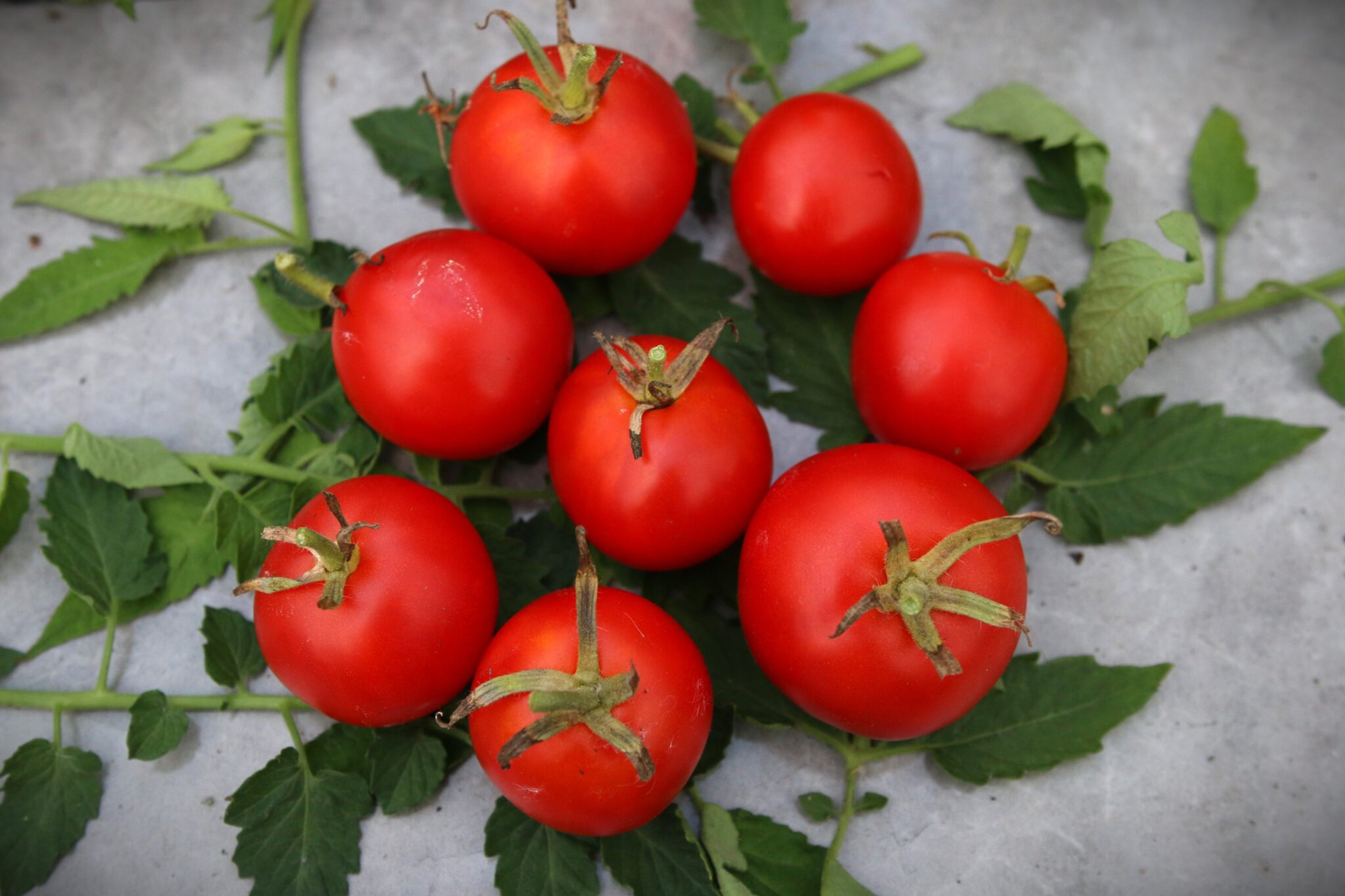 Mongolian Dwarf - Svenskodlade tomatfrön från Svenska Frön