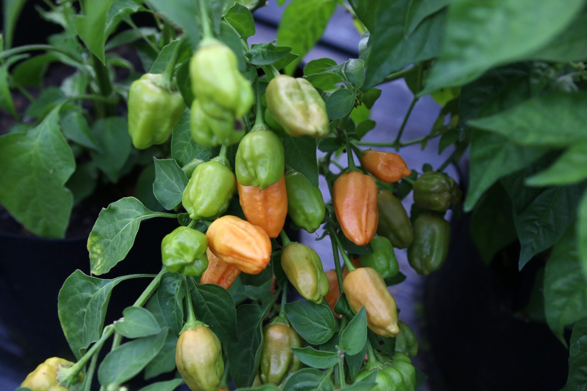 Köp Aji Mango Stumpey - Chilifrön online hos Svenska Frön Aji Mango Stumpey - Svenskodlade chilifrön från Svenska Frön