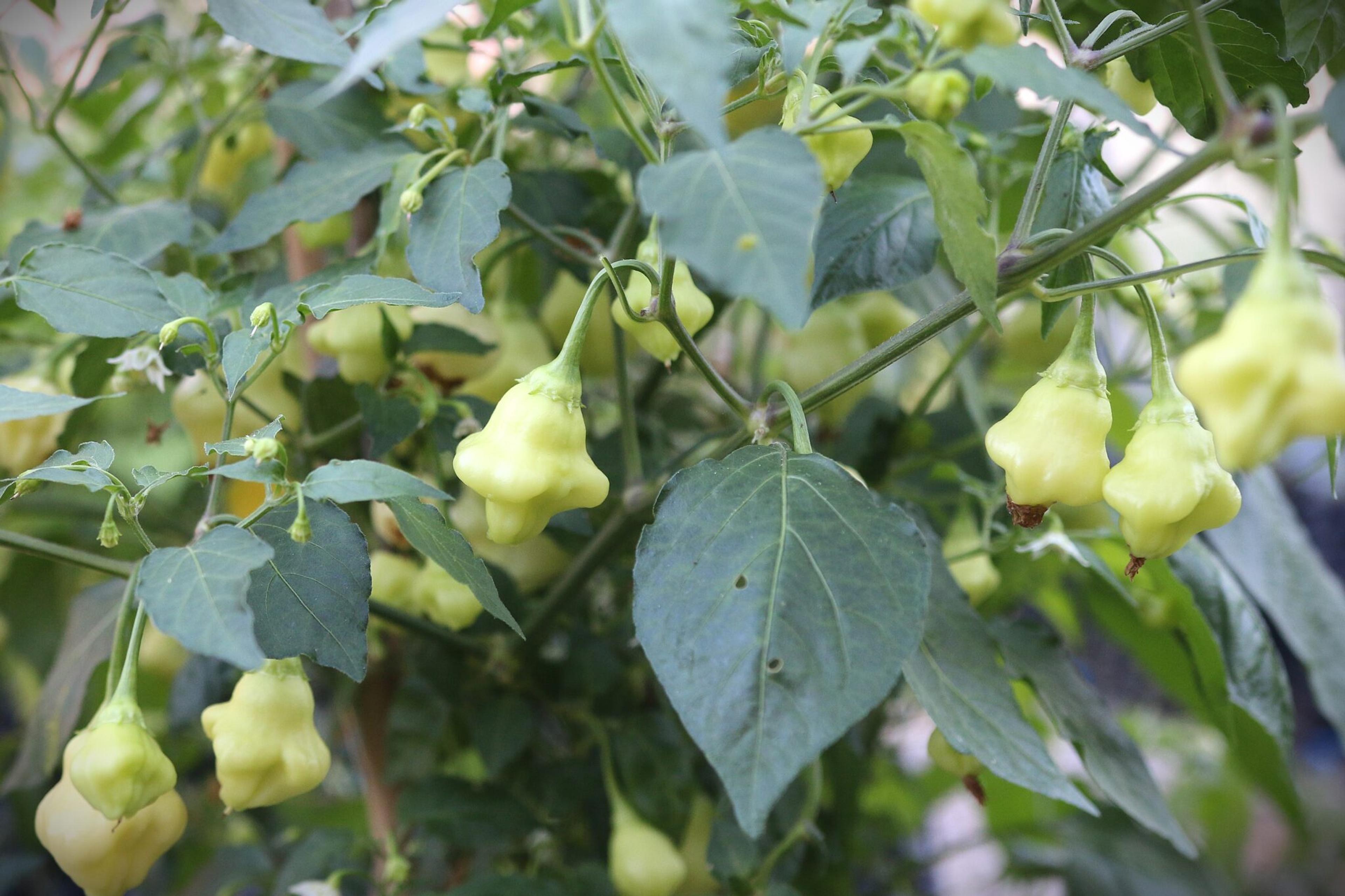 Aji White Fantasy miniatyrbild 2