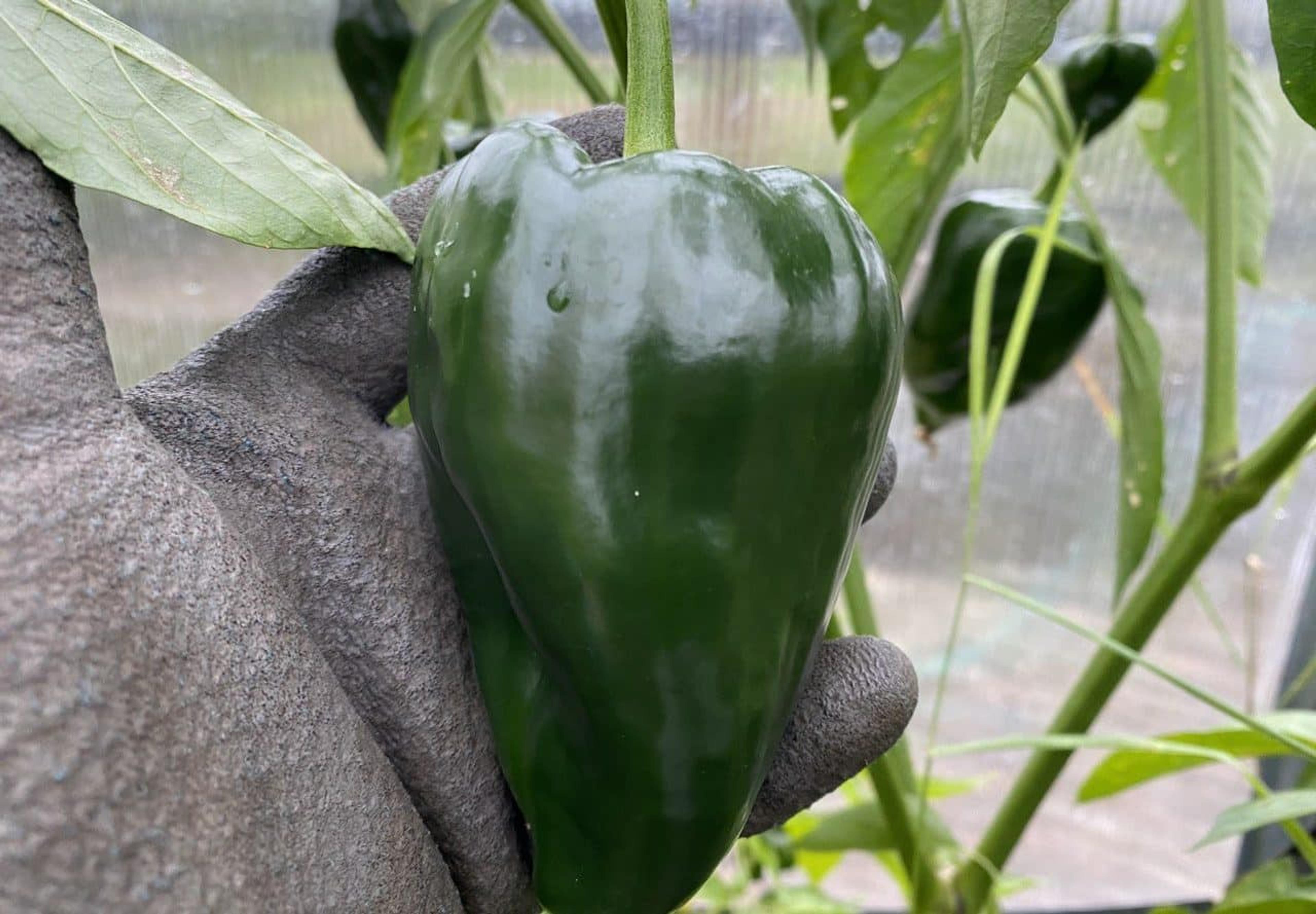 Ancho San Luis miniatyrbild 1