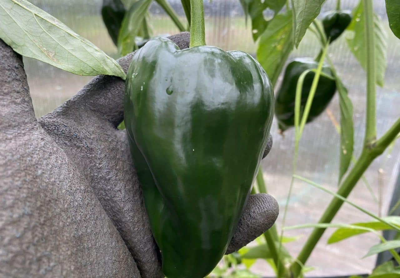 Köp Ancho San Luis - Chilifrön online hos Svenska Frön Ancho San Luis - Svenskodlade chilifrön från Svenska Frön