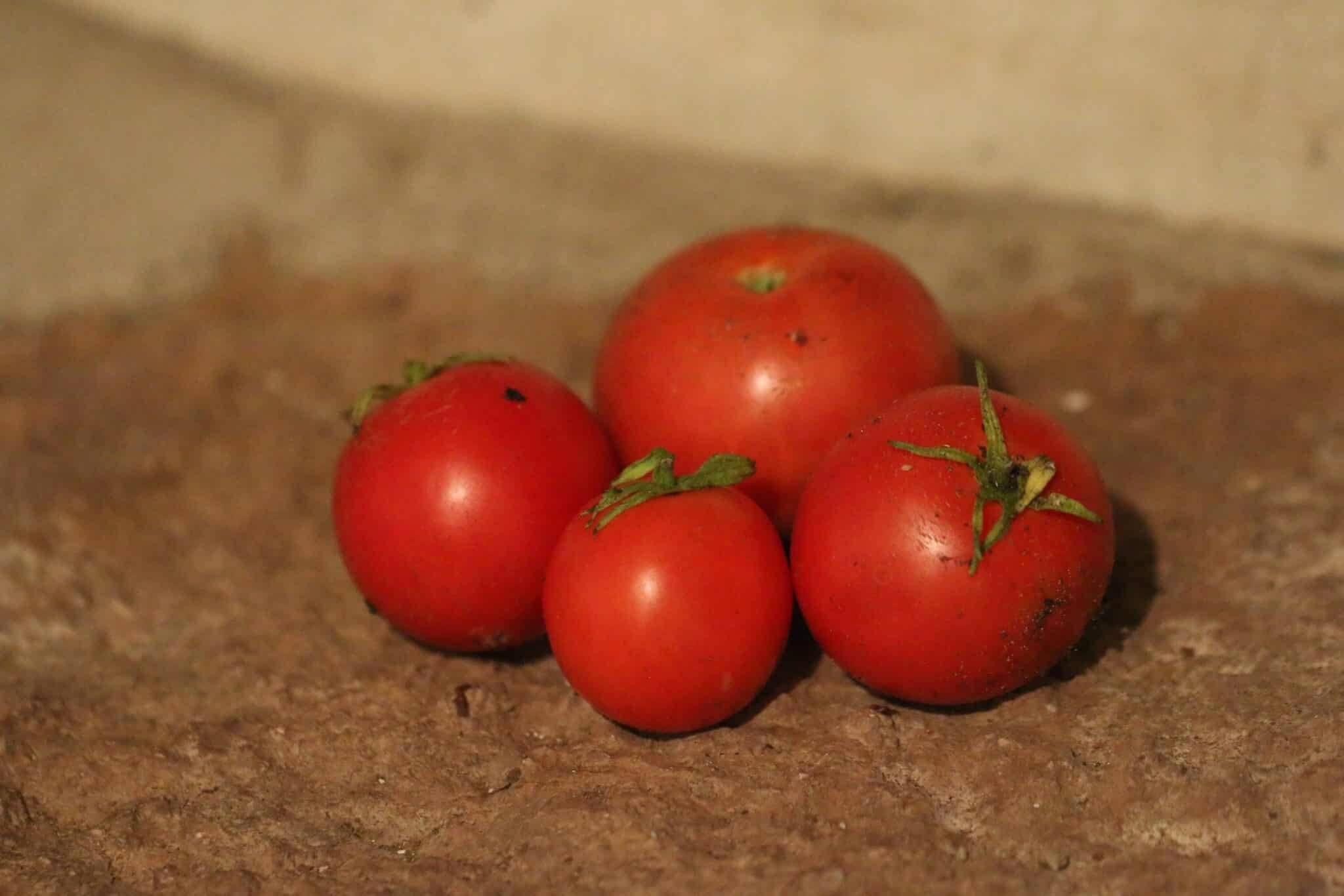 Köp Atol - Tomatfrön online hos Svenska Frön Atol - Svenskodlade tomatfrön från Svenska Frön