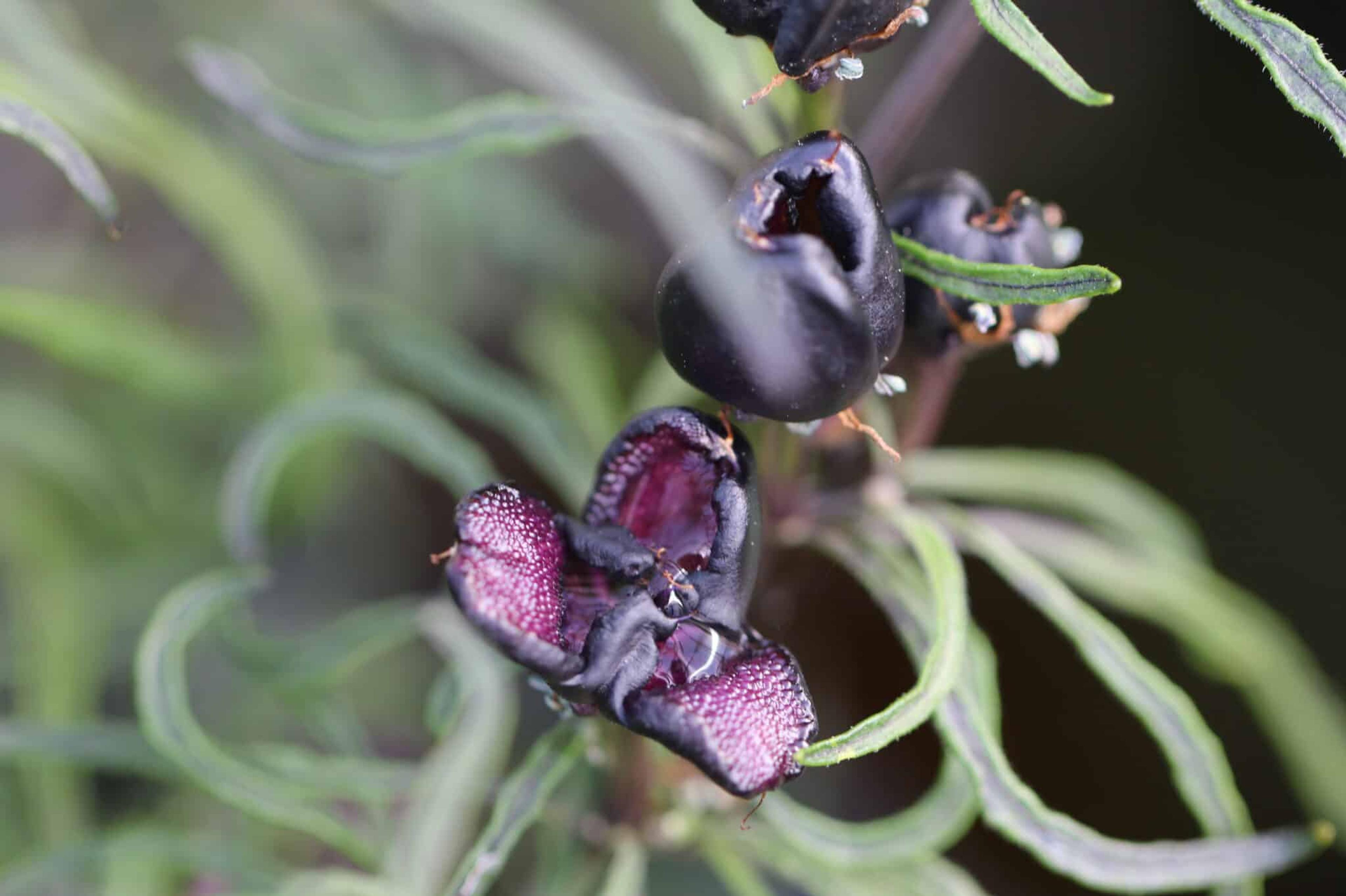 Mattapeno x Mutant miniatyrbild 4