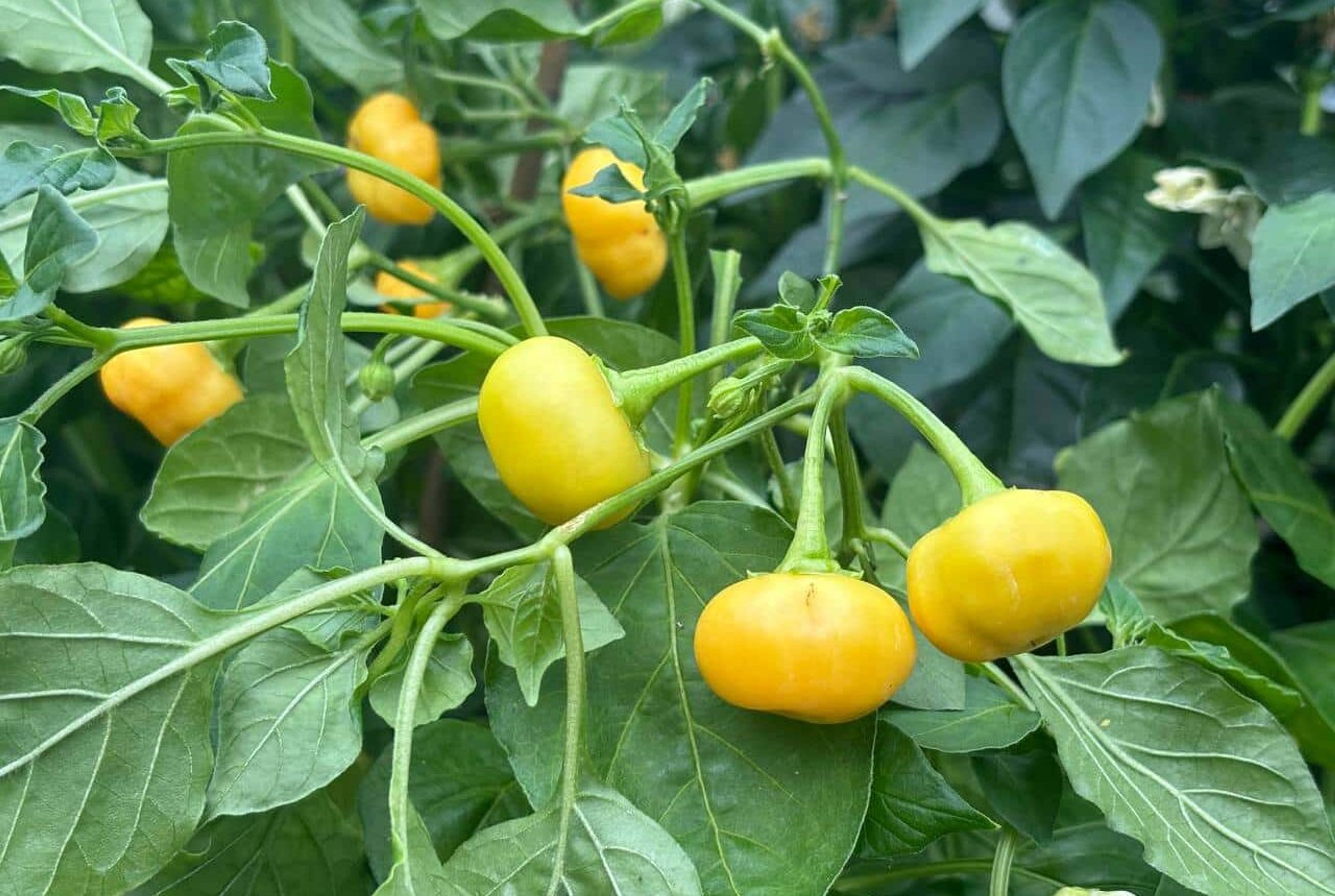 Apricot Apple - Svenskodlade chilifrön från Svenska Frön