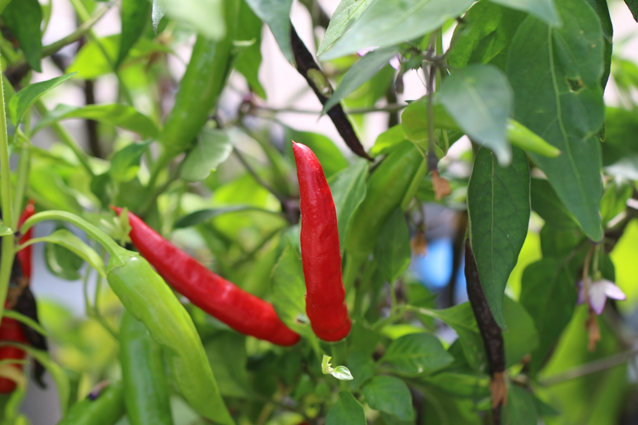 Köp Peruvian Pointer - Chilifrön online hos Svenska Frön Peruvian Pointer - Svenskodlade chilifrön från Svenska Frön