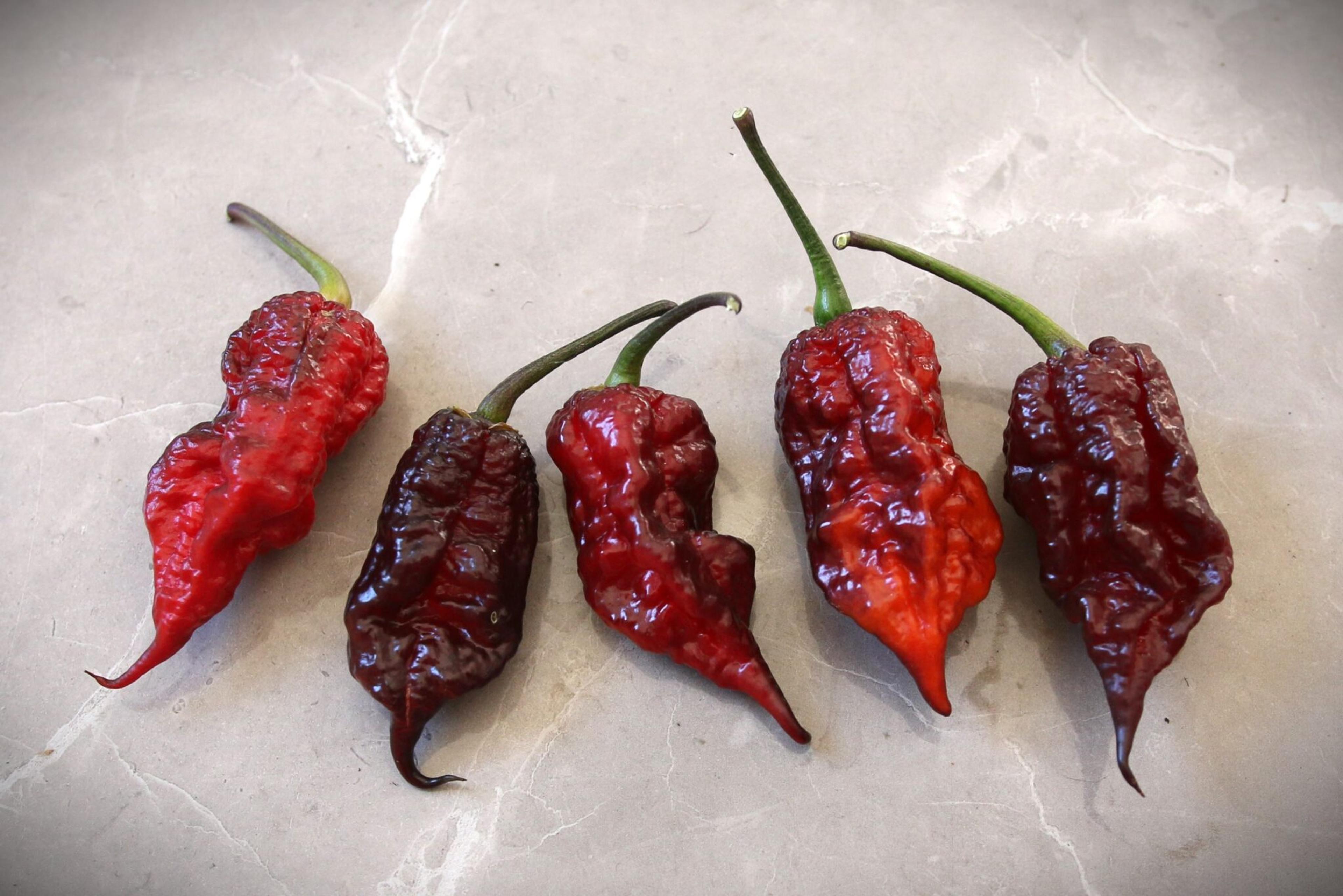 Gator Jigsaw Purple miniatyrbild 2