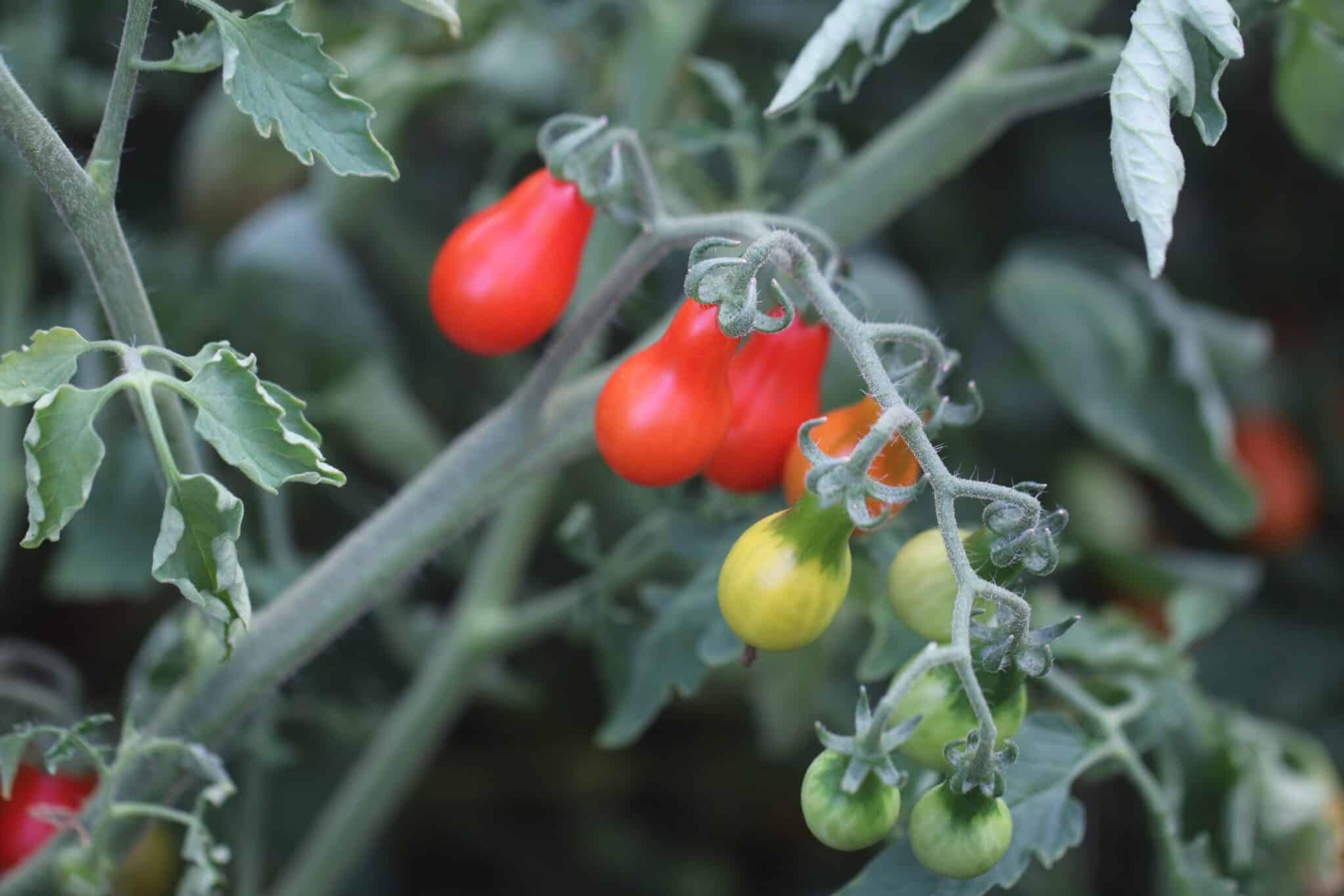 Red pear/Pärontomat miniatyrbild 2