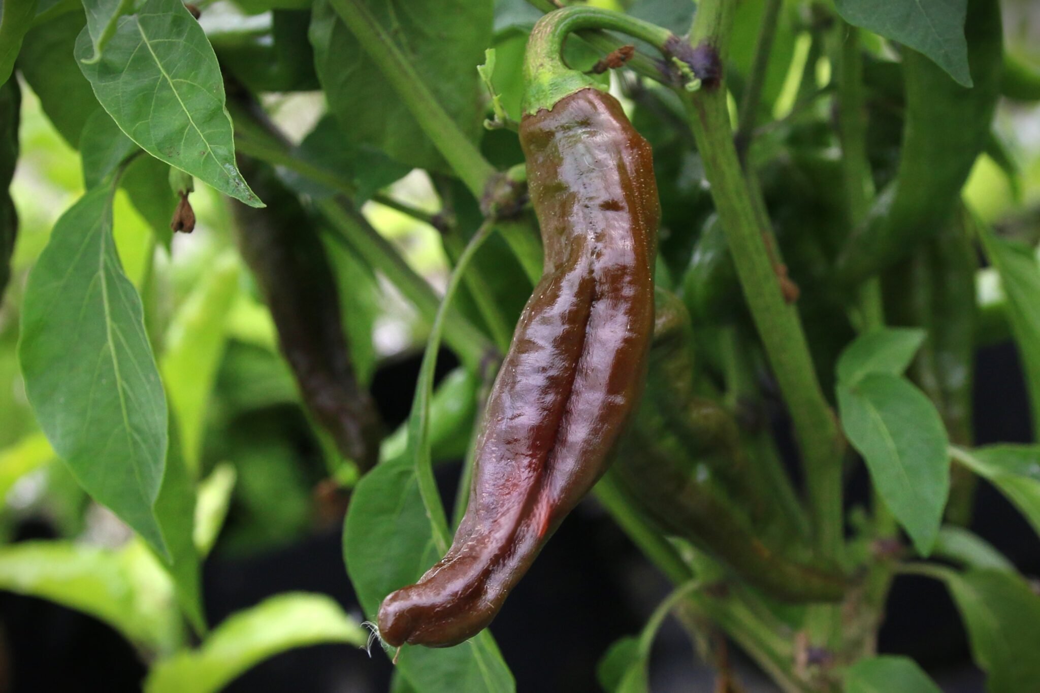 Köp Ecuadorian Brown - Chilifrön online hos Svenska Frön Ecuadorian Brown - Svenskodlade chilifrön från Svenska Frön