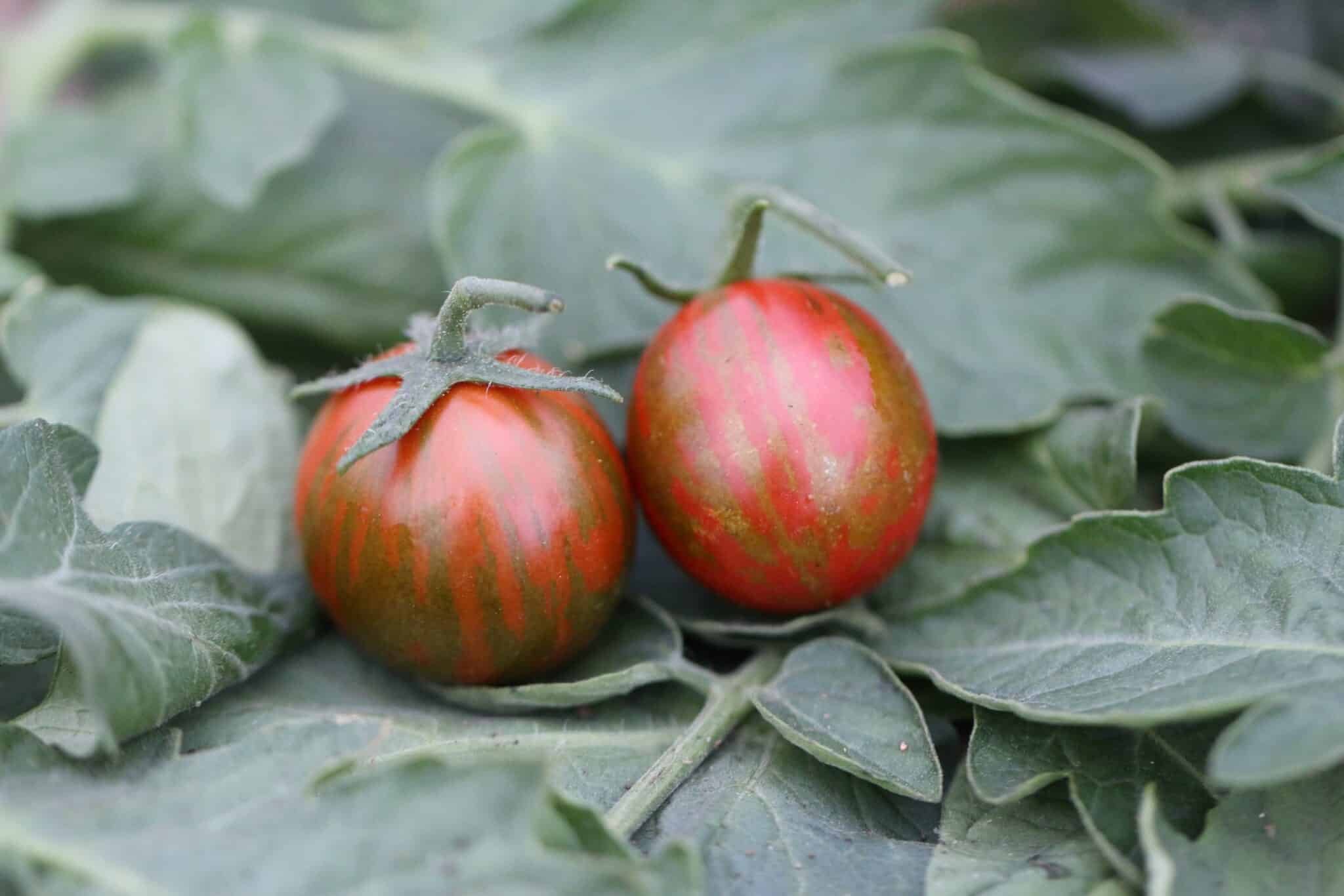 Köp Tiger - Tomatfrön online hos Svenska Frön Tiger - Svenskodlade tomatfrön från Svenska Frön