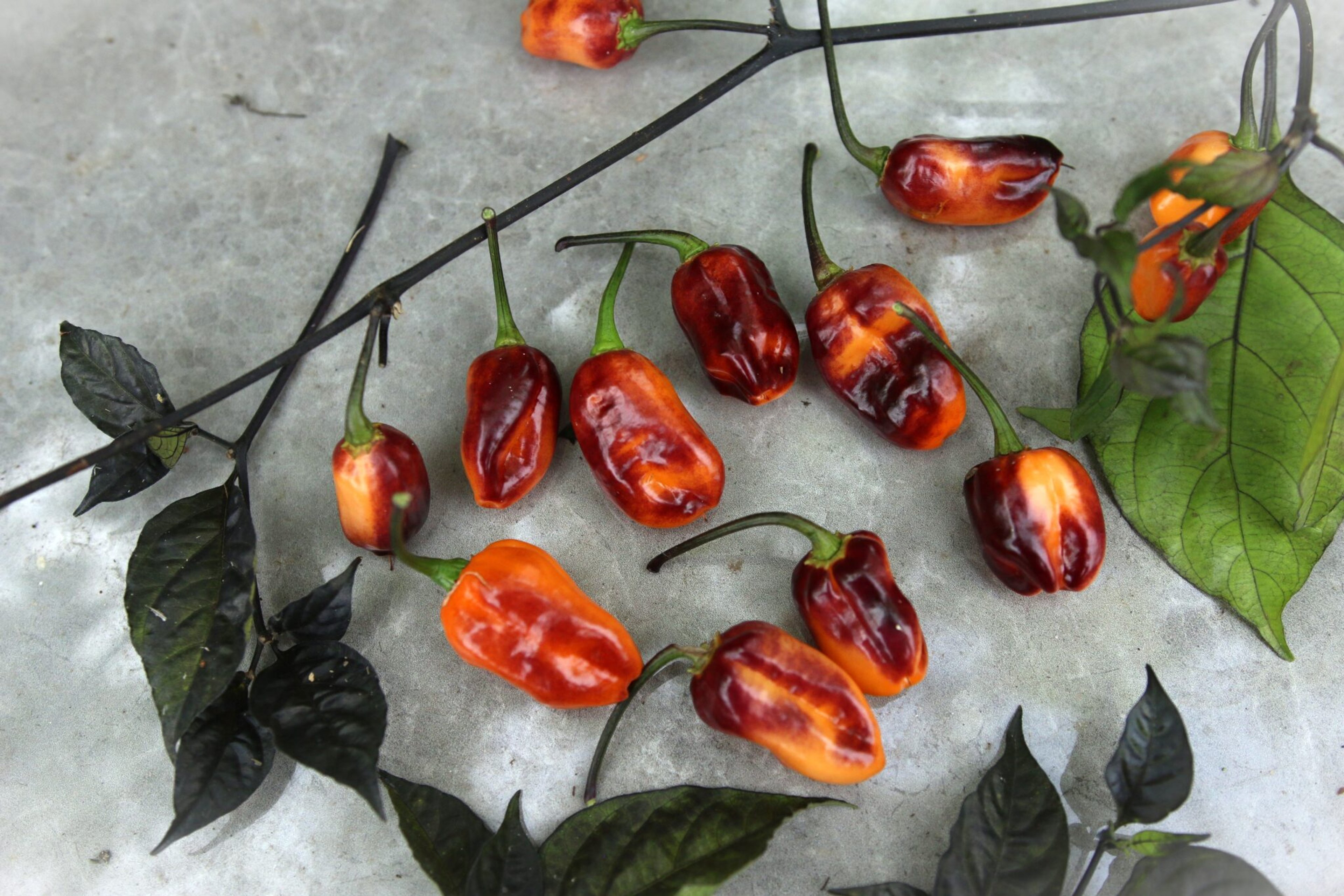 Olho De Mutum - Svenskodlade chilifrön från Svenska Frön